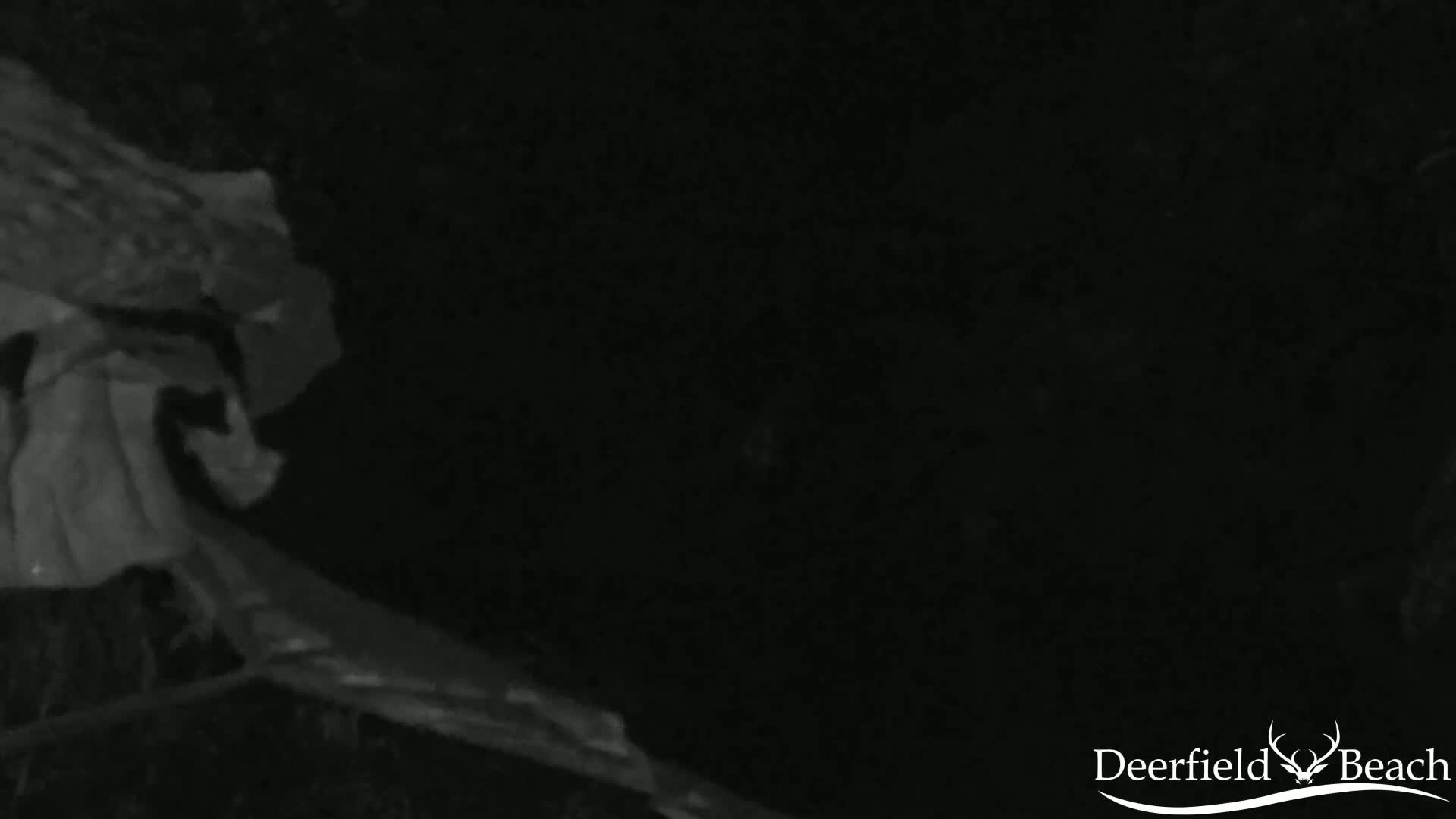 A low-light image shows dark, indistinct shapes that appear to be foliage and branches at night.