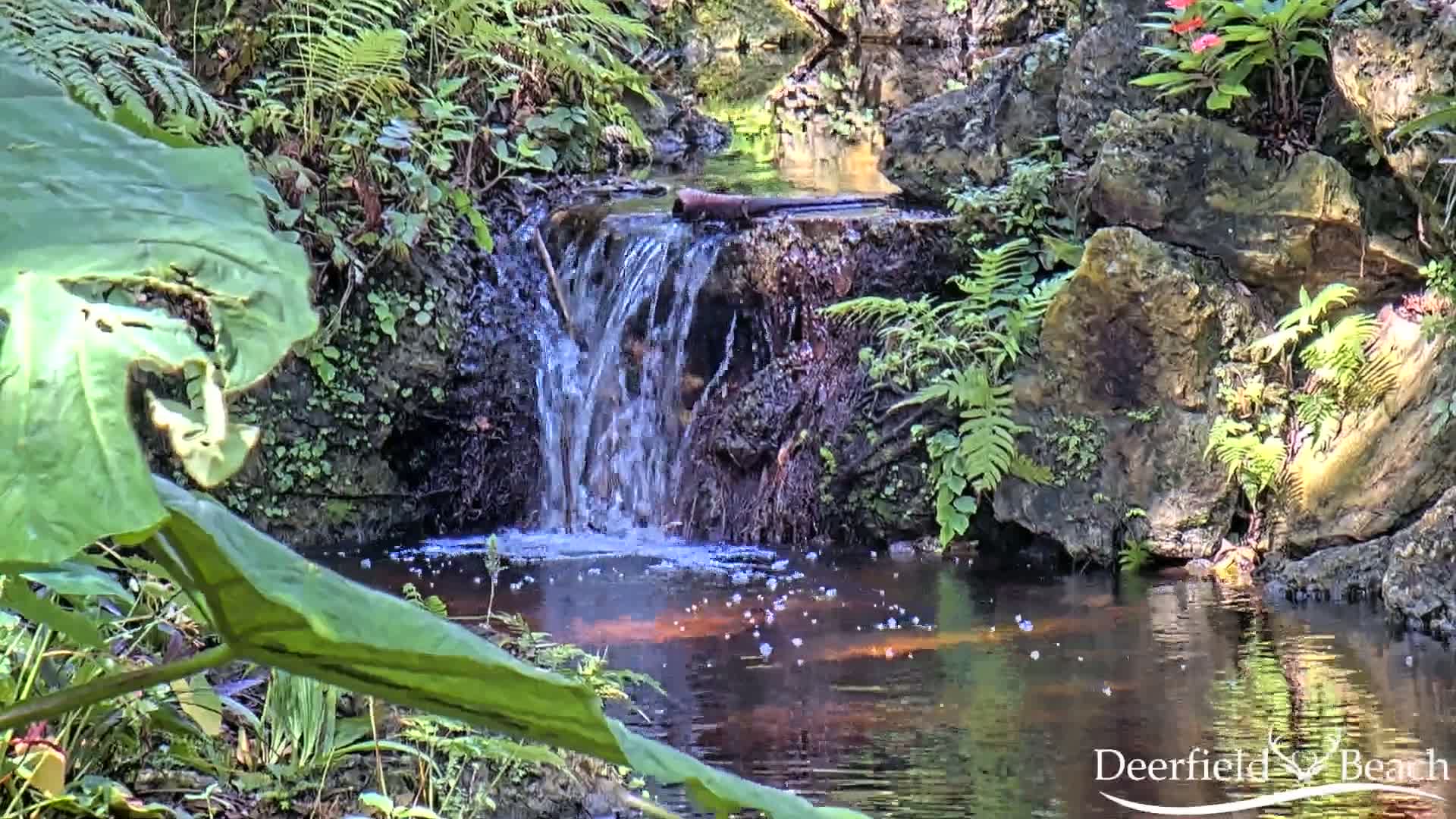 A small waterfall cascades over rocks into a calm pool of water surrounded by lush green ferns and large leaves.