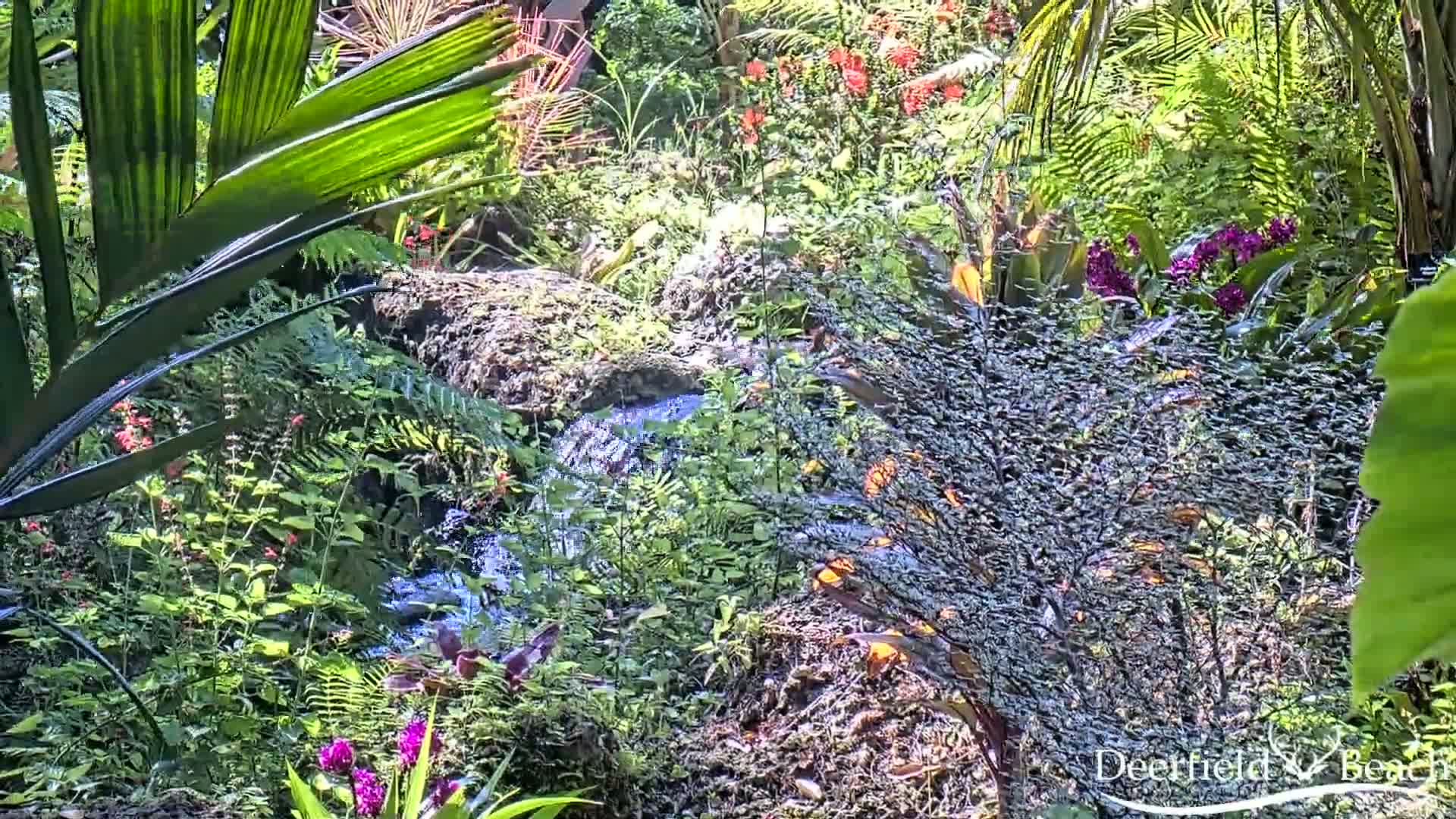 A small stream flows through a lush, tropical garden filled with vibrant green foliage and colorful flowers under bright sunlight.