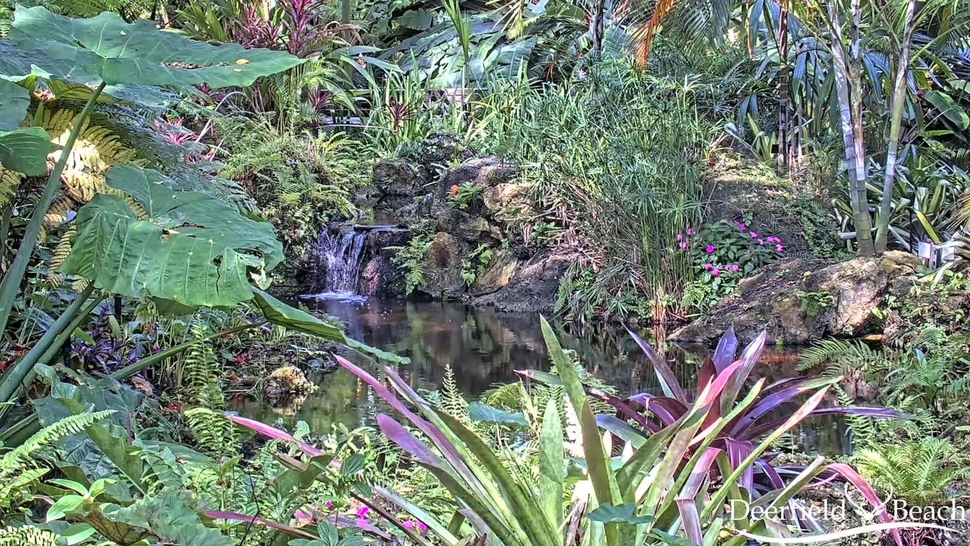 A tranquil pond nestled among lush tropical foliage, featuring a small waterfall and various flowering plants.