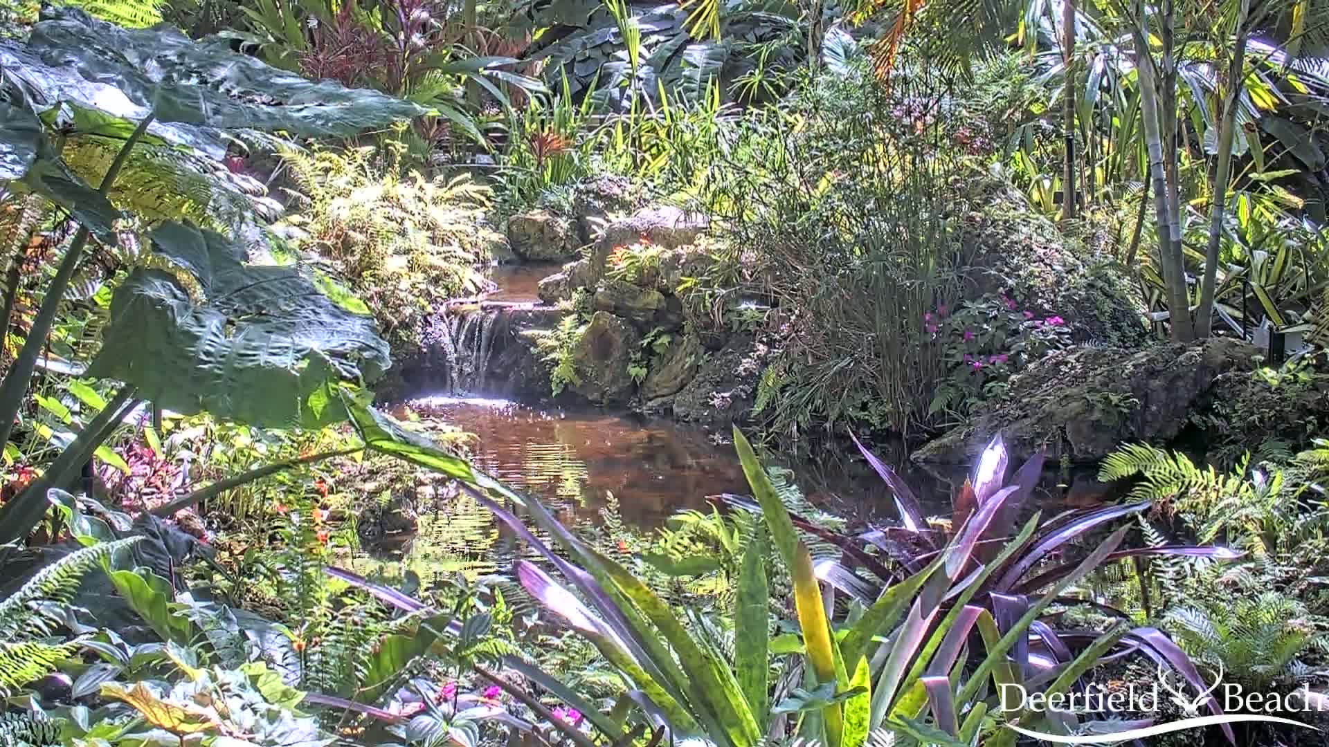 A small stream flows through a lush, tropical garden bathed in sunlight.