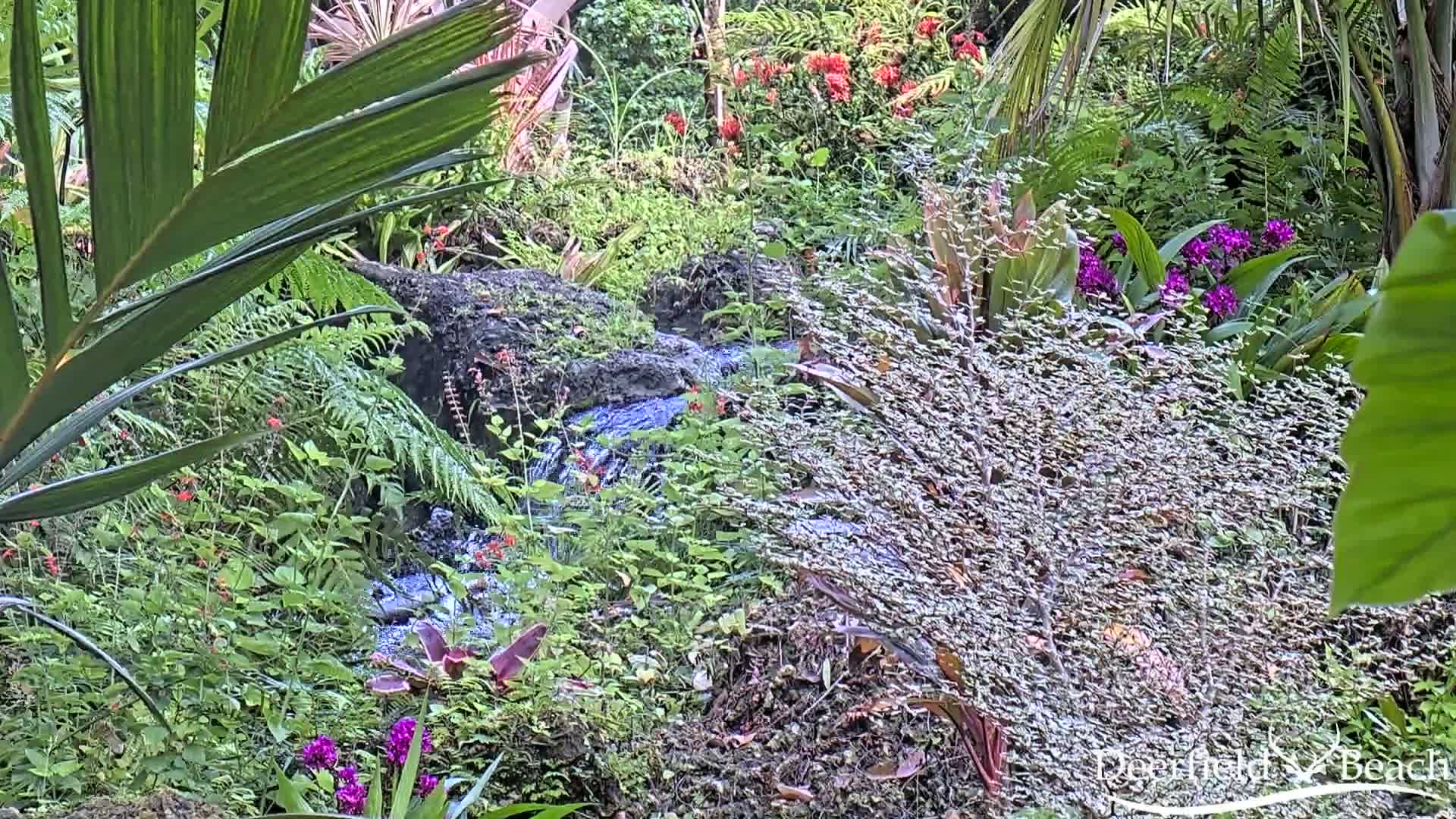 A small stream flows through a lush, tropical garden filled with various green plants and vibrant red and purple flowers.