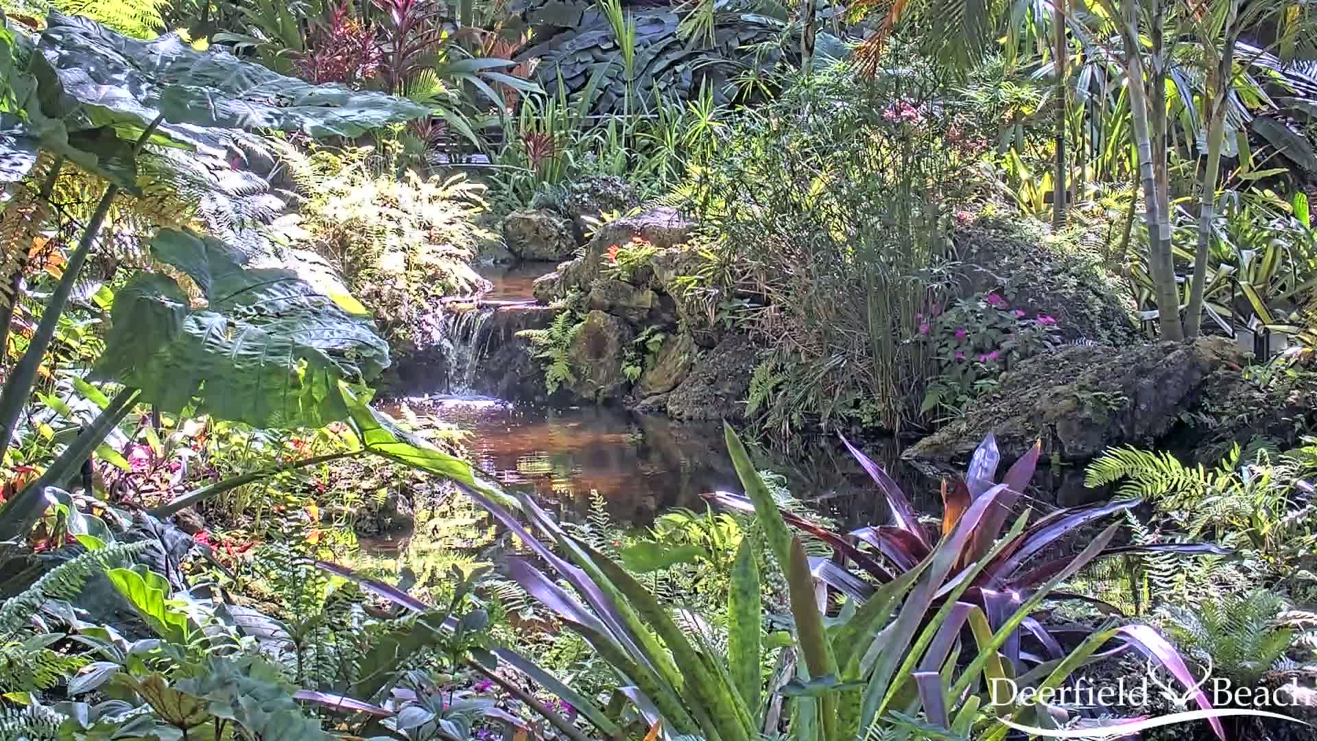 A tranquil stream flows through a lush, sun-dappled garden filled with vibrant tropical plants and ferns.