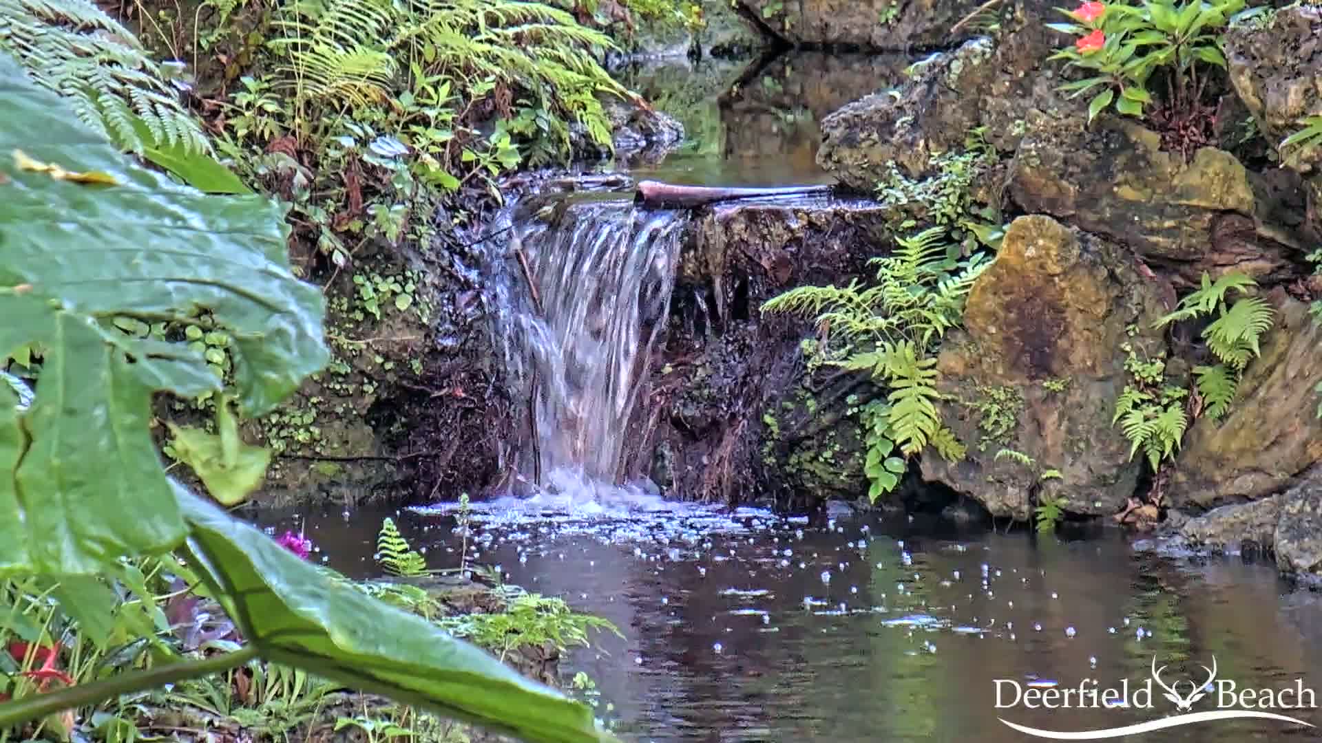 A small waterfall cascades over rocks into a pool of water surrounded by lush green ferns and other vegetation.