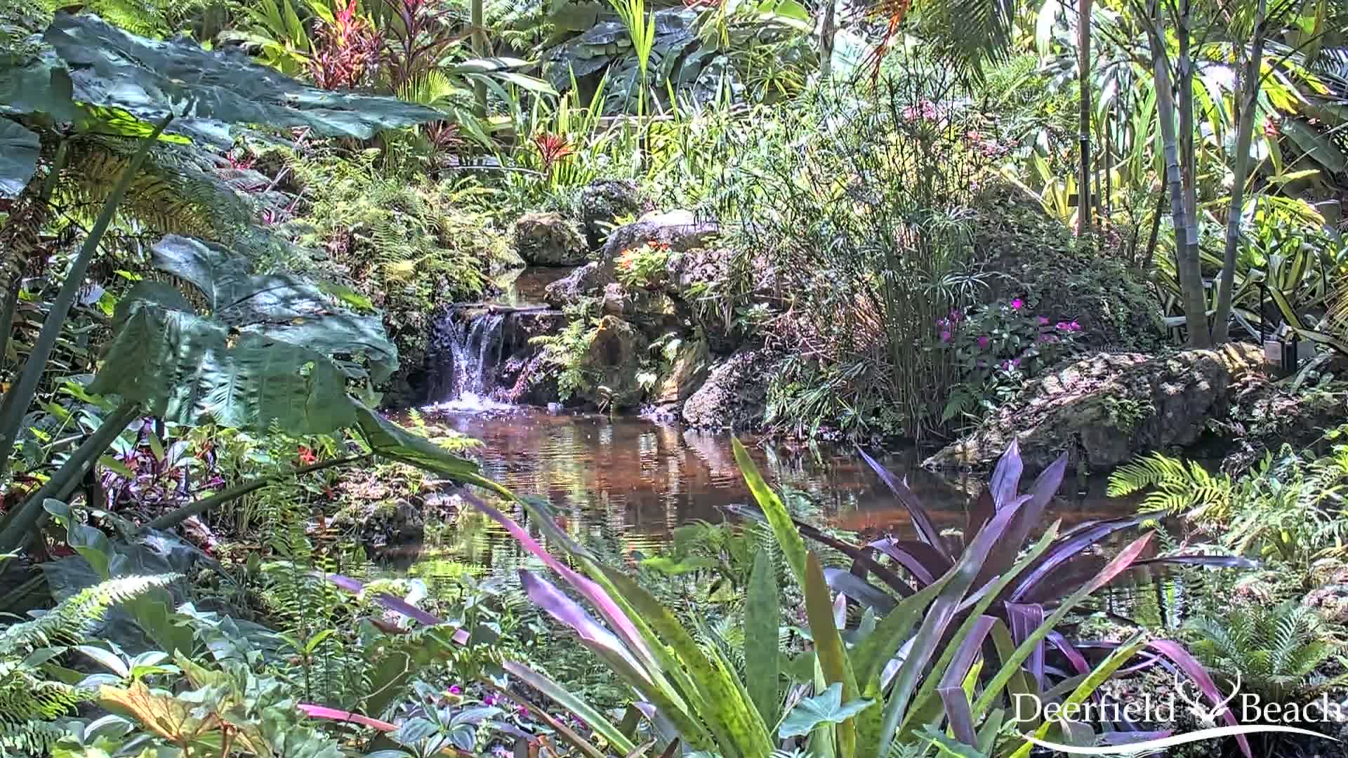A small waterfall flows into a calm pond surrounded by lush, tropical vegetation in sunny weather.