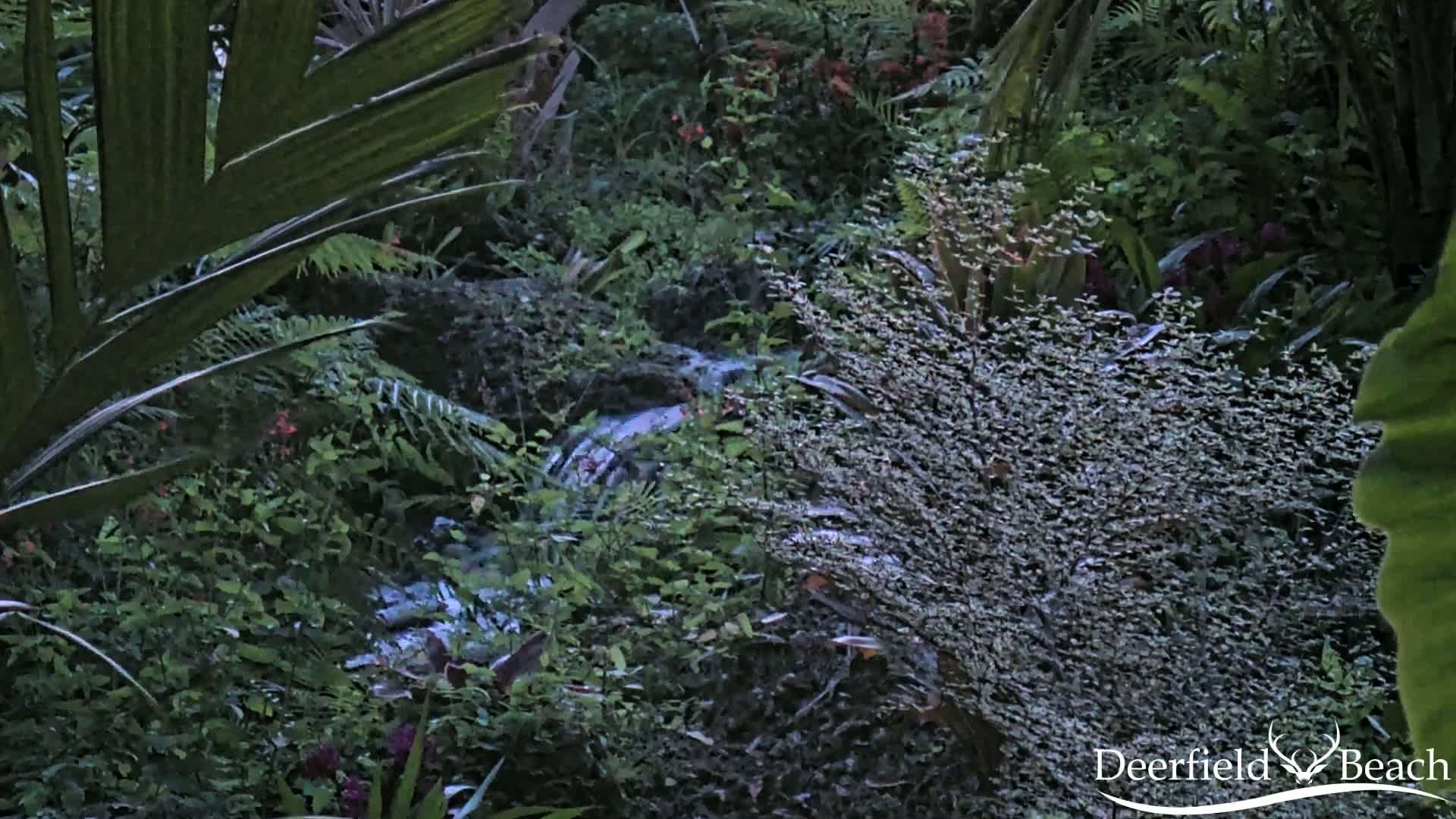 Deerfield Beach City Arboretum at Constitution Park Live Cam - Deerfield Beach, Broward, Florida, USA