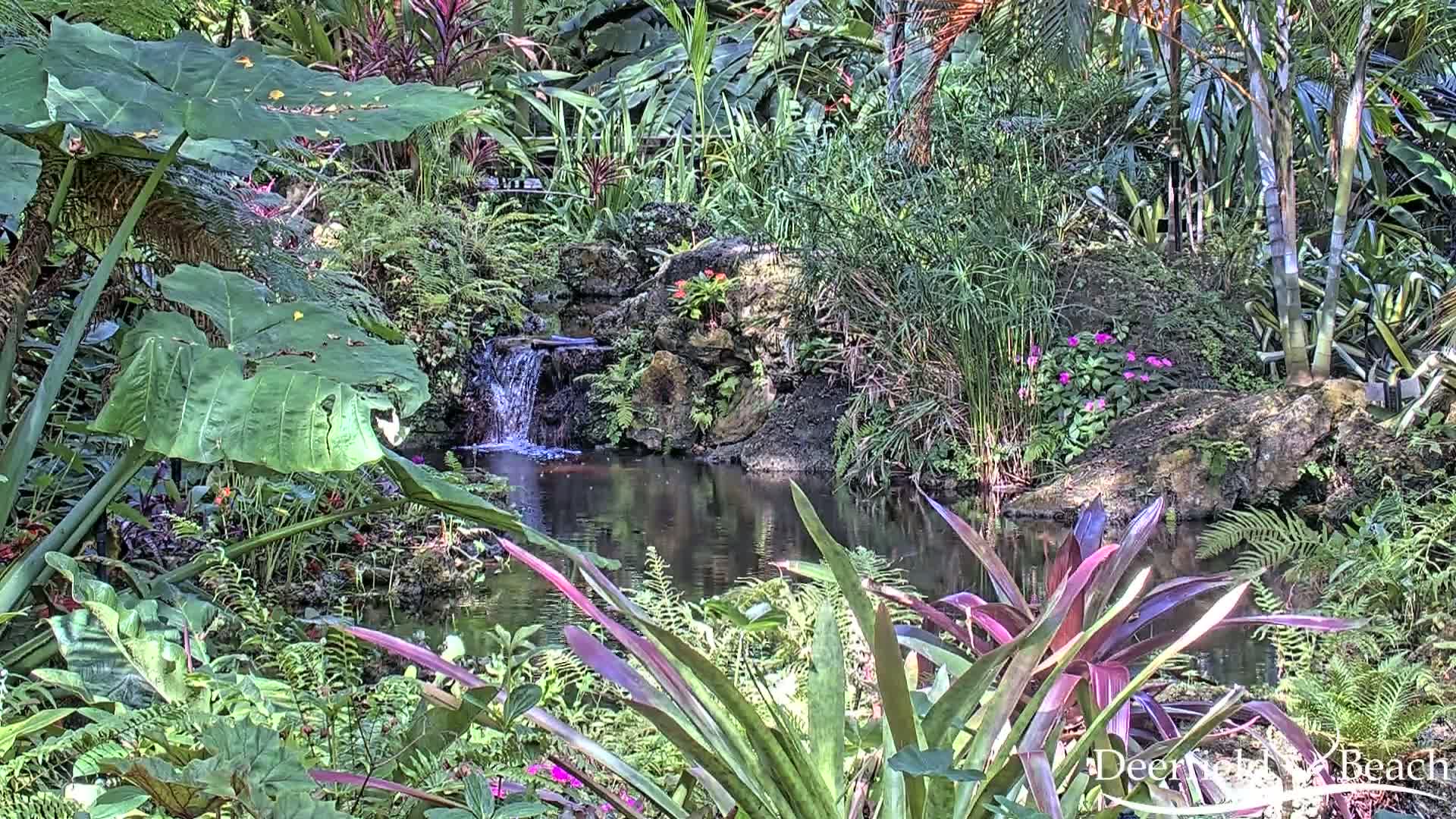 Lush tropical foliage surrounds a small pond with a miniature waterfall.