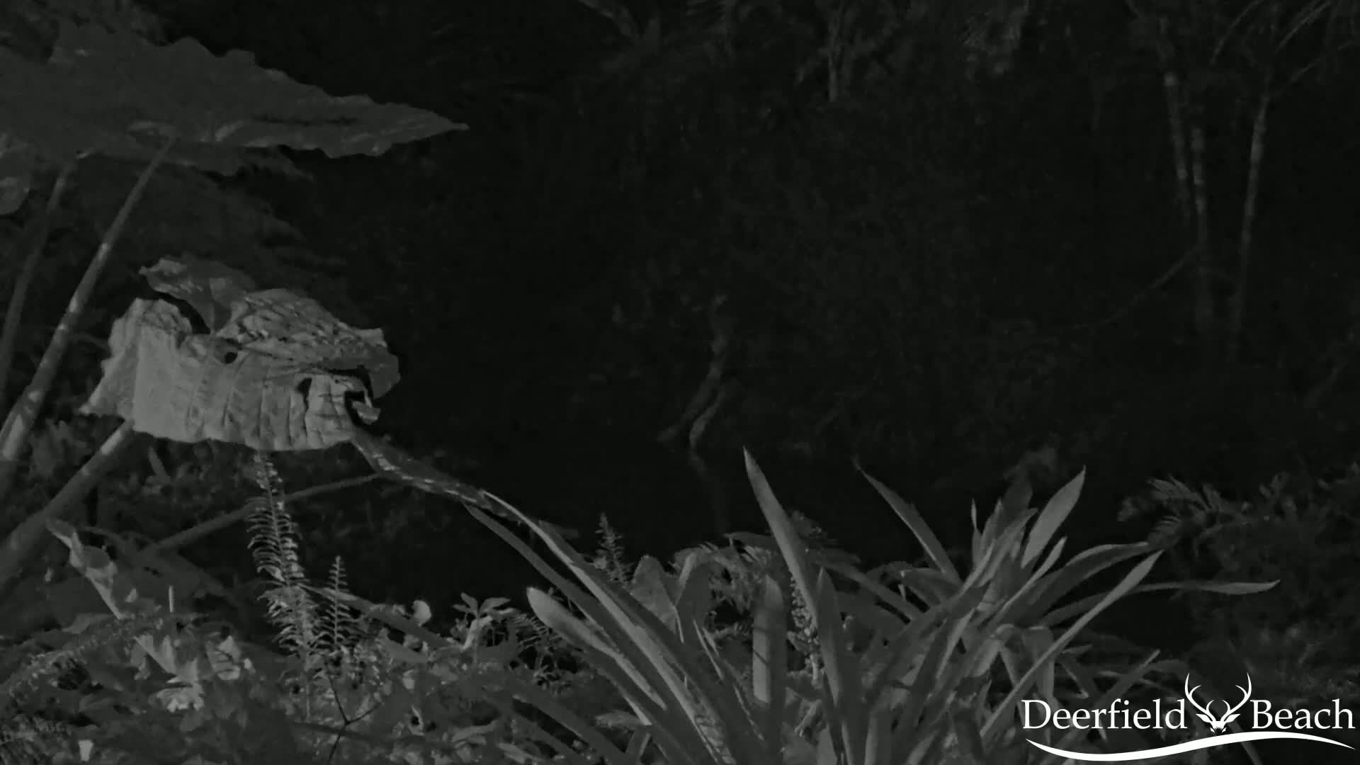 A nighttime, grayscale image shows various plants, including large leaves and ferns, in a dark, overgrown area.