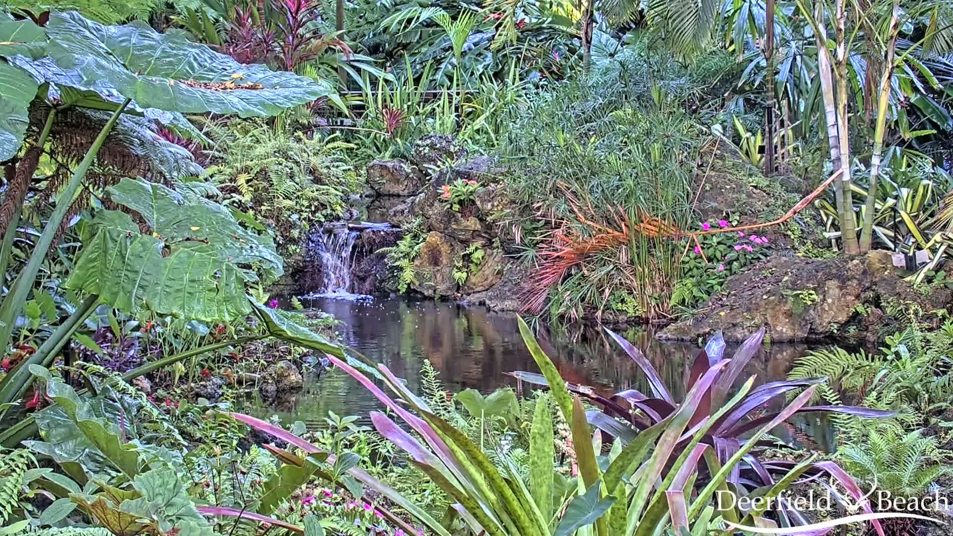 A lush, tropical garden with a small waterfall cascading into a pond, surrounded by diverse plants and foliage.