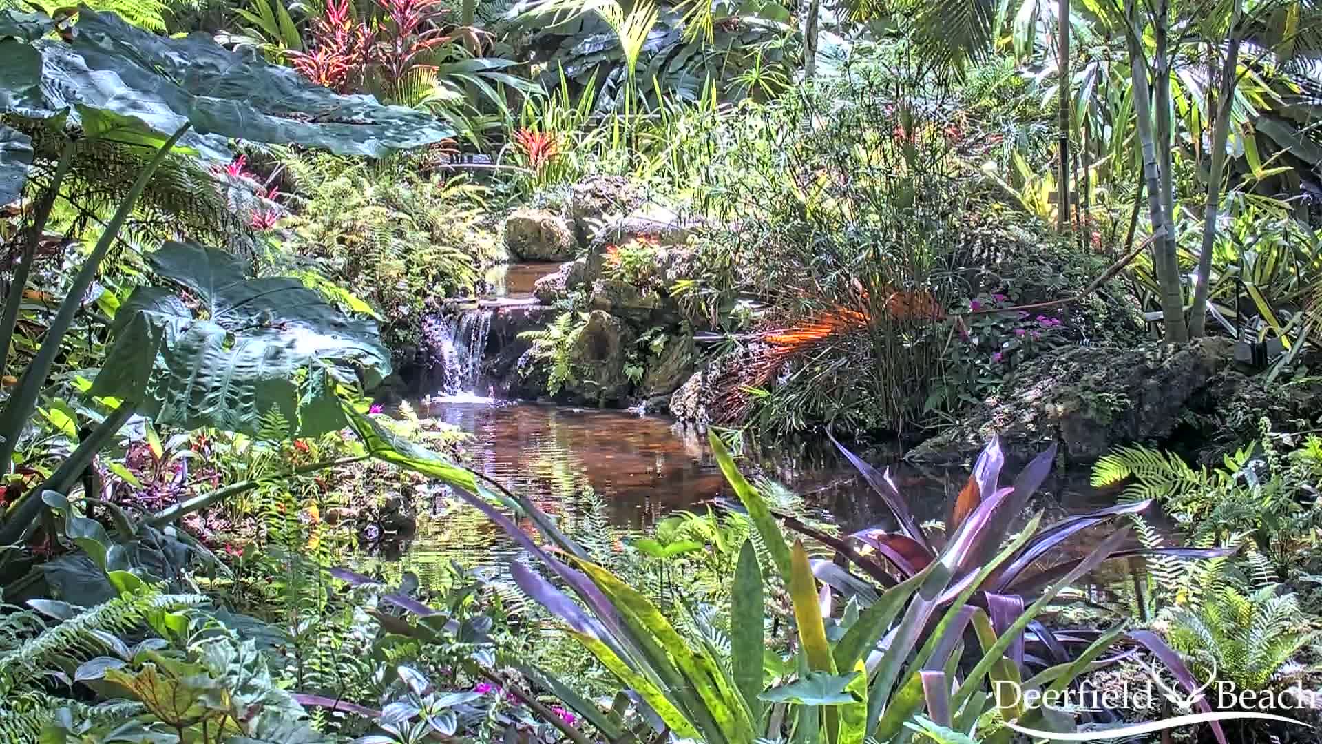A small stream flows through a lush, tropical garden under sunny conditions.