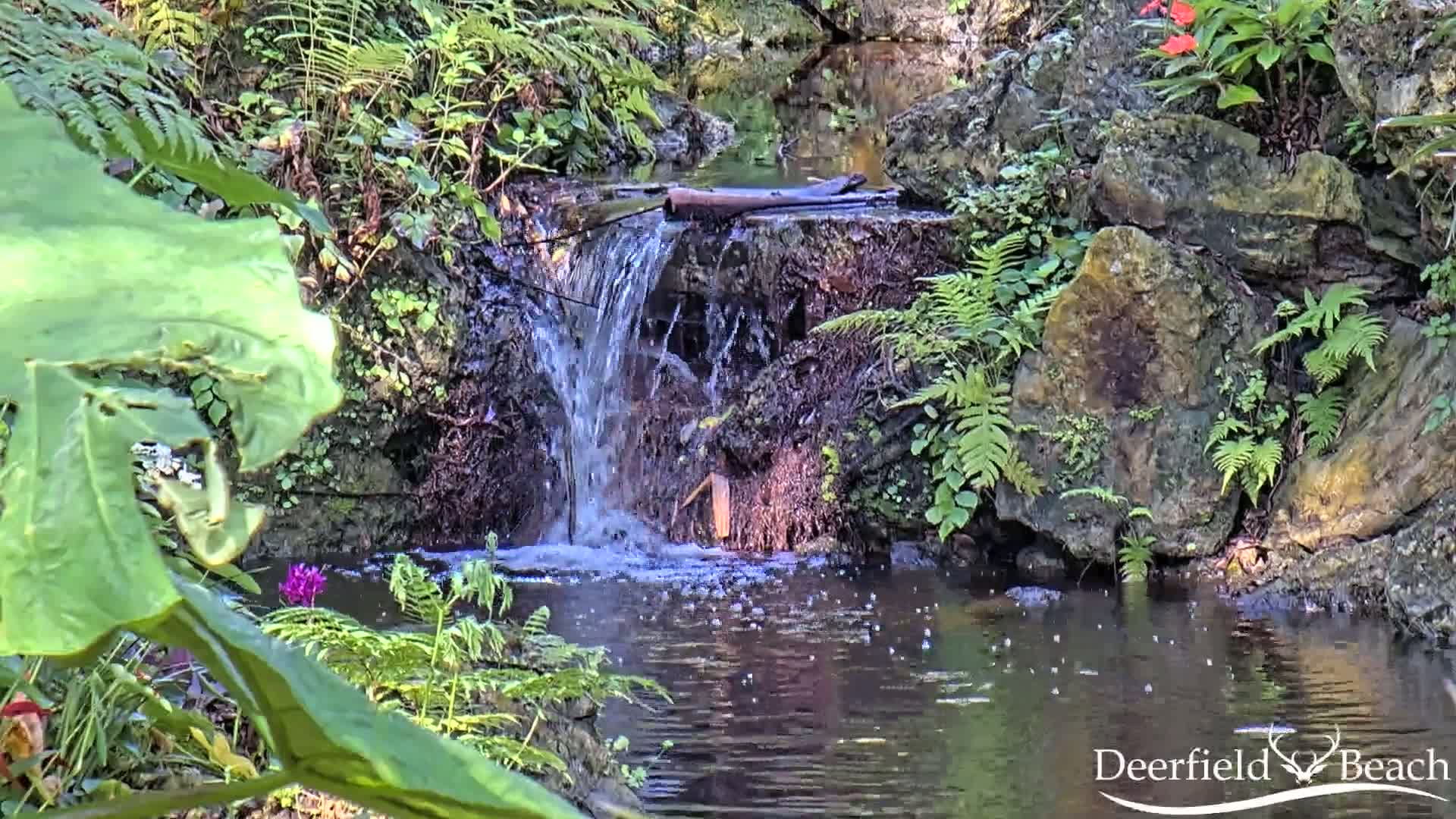 A small waterfall flows into a pond surrounded by lush green ferns and other vegetation.