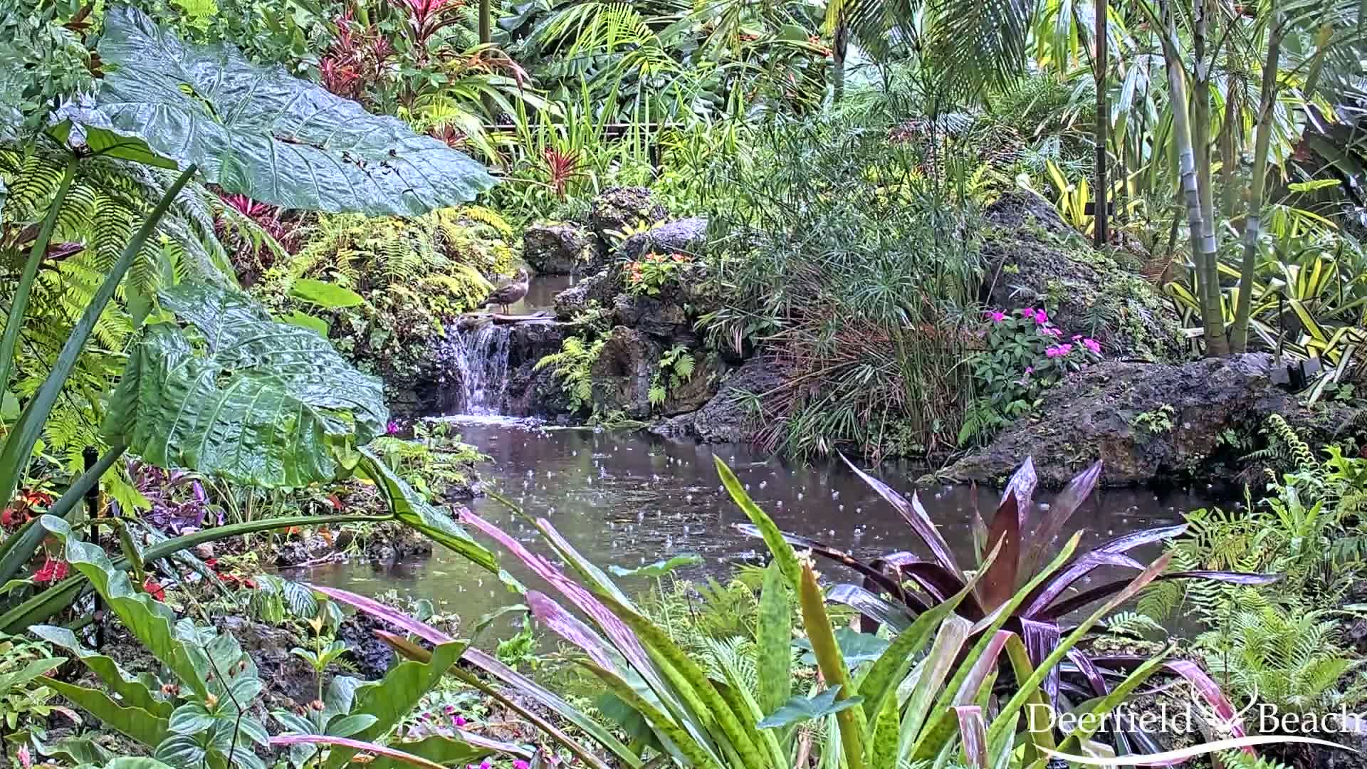 Lush tropical foliage surrounds a small pond and waterfall in the midst of a light rain.