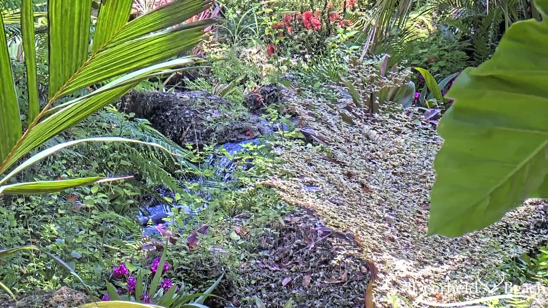 A small stream flows through lush, tropical vegetation under bright sunlight.