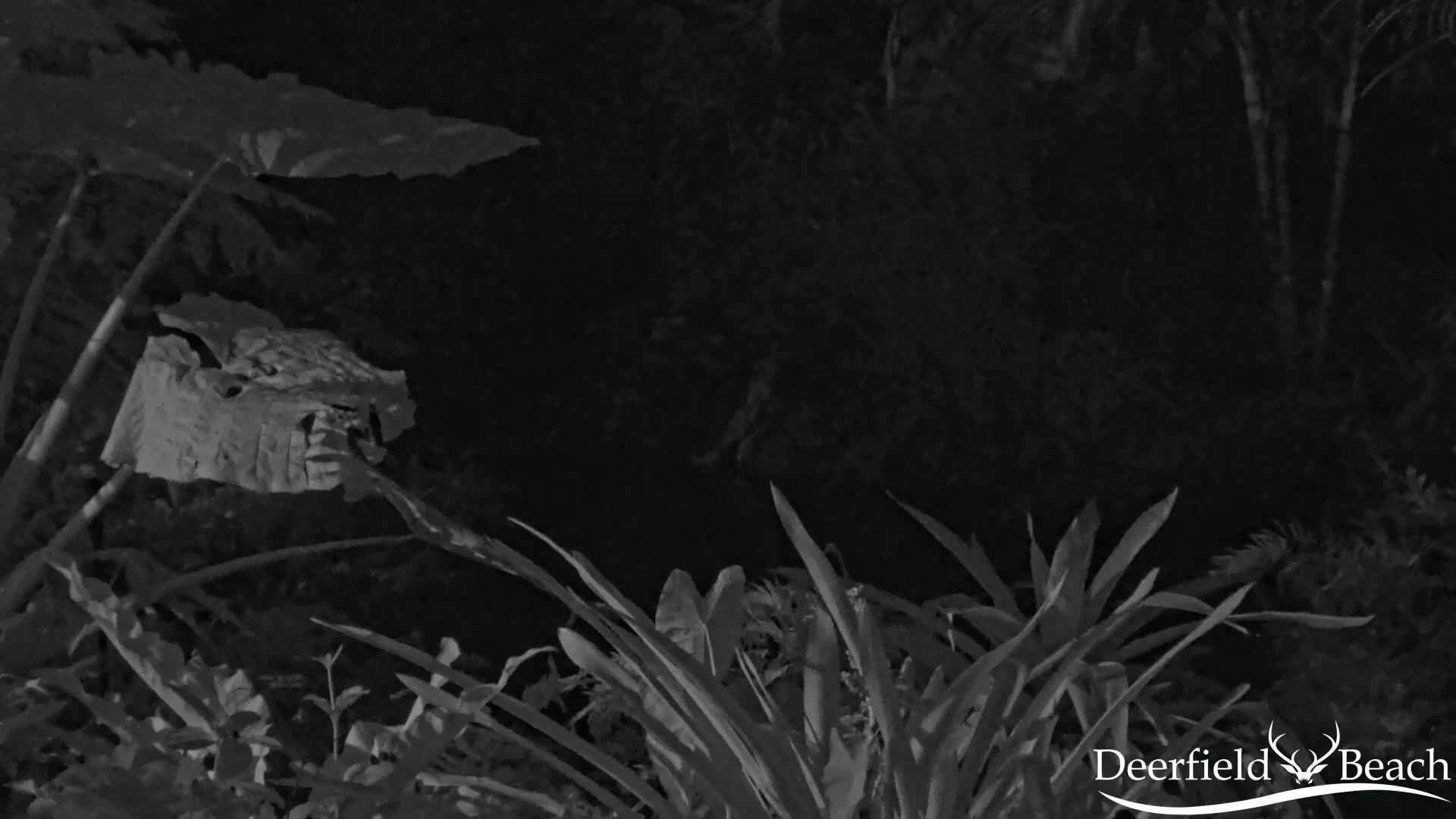 Deerfield Beach City Arboretum at Constitution Park Live Cam - Deerfield Beach, Broward, Florida, USA
