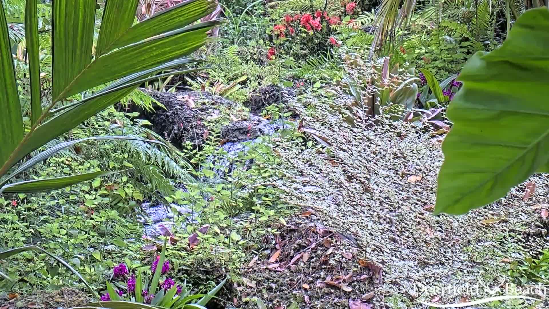 A small stream flows through lush, green vegetation, including ferns, flowering plants, and large leaves, in what appears to be a garden.