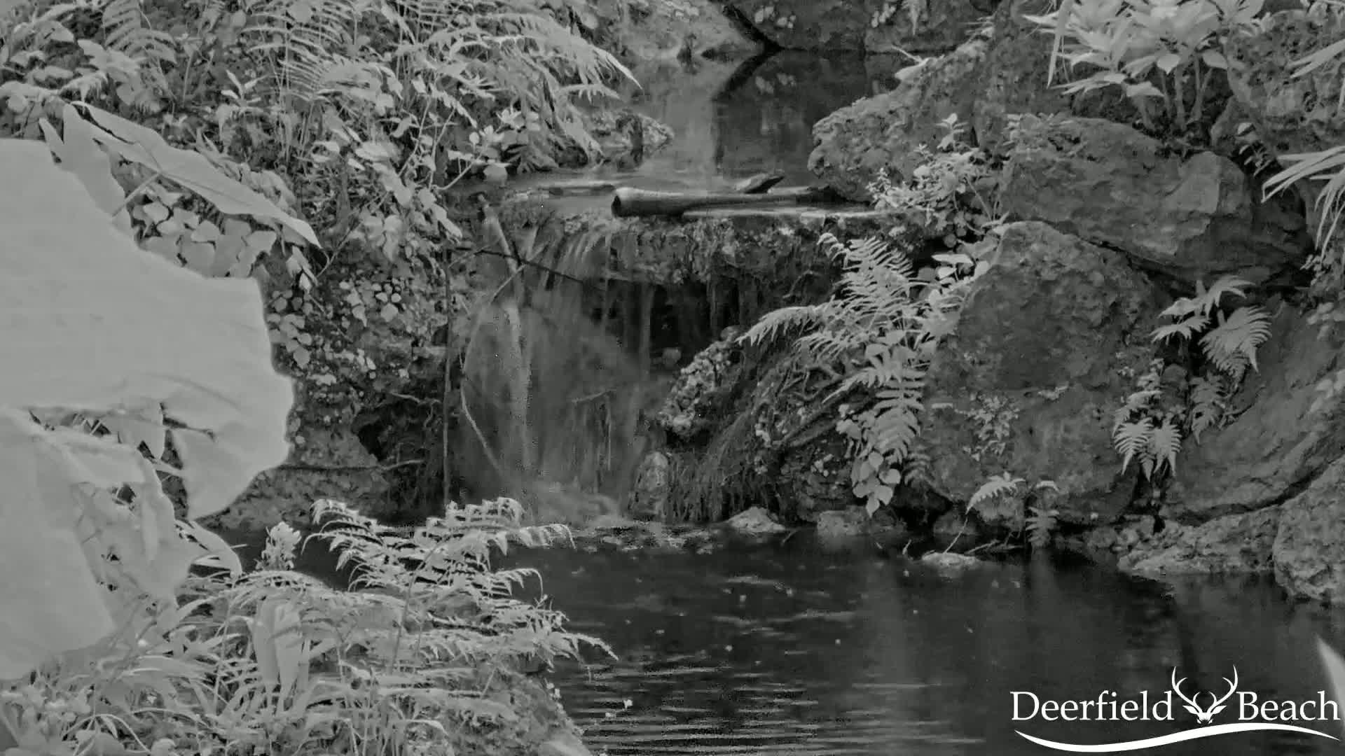 A small waterfall cascades into a dark pool surrounded by lush ferns and rocks.