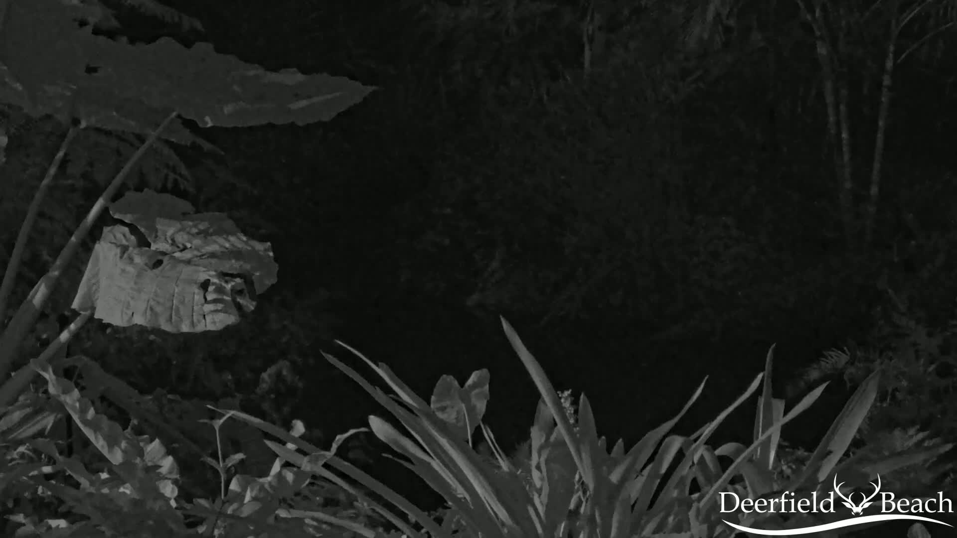 A nighttime, grayscale image shows various plants, including large leaves and long, slender blades of grass.