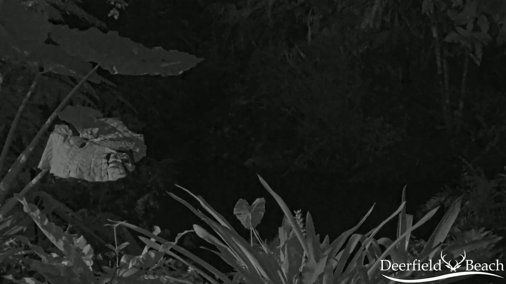 A nighttime grayscale image shows various plants and foliage, including large leaves and long, slender blades of grass.