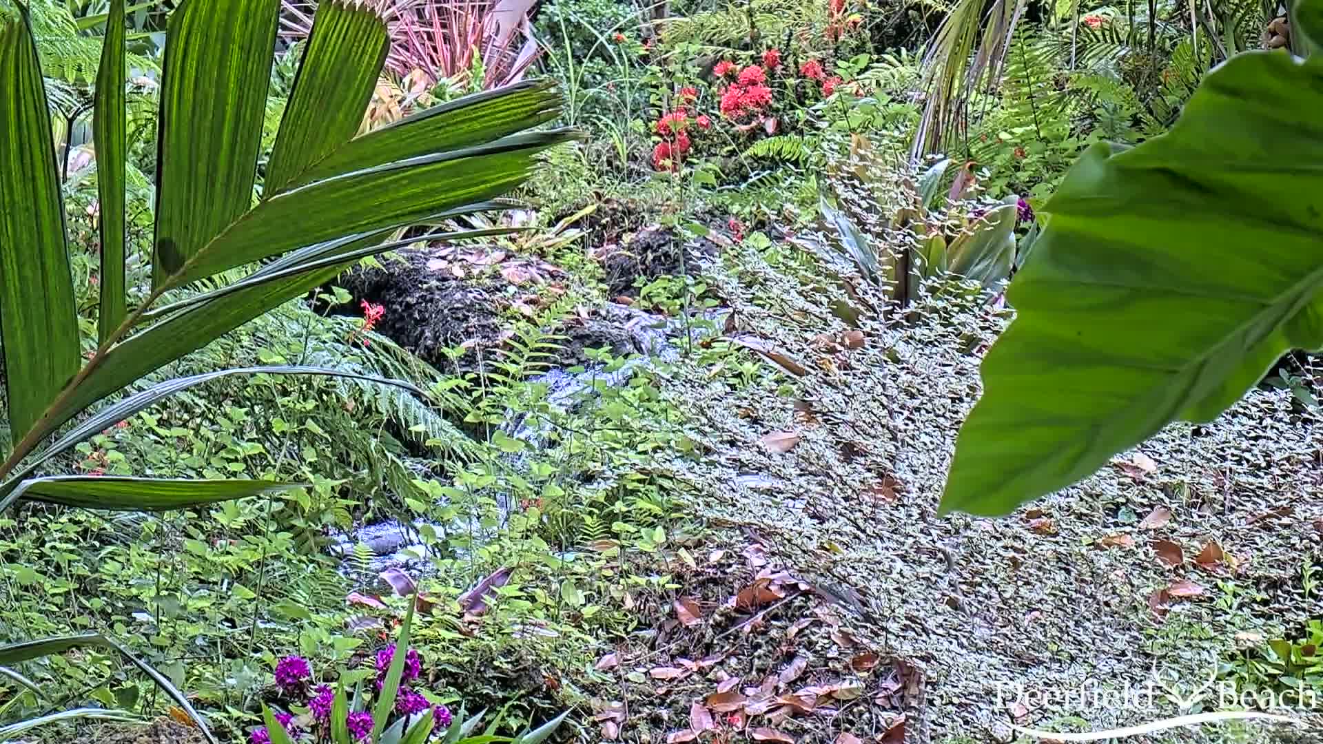A small stream flows through a lush, tropical garden with vibrant green foliage, red flowers, and purple blossoms.