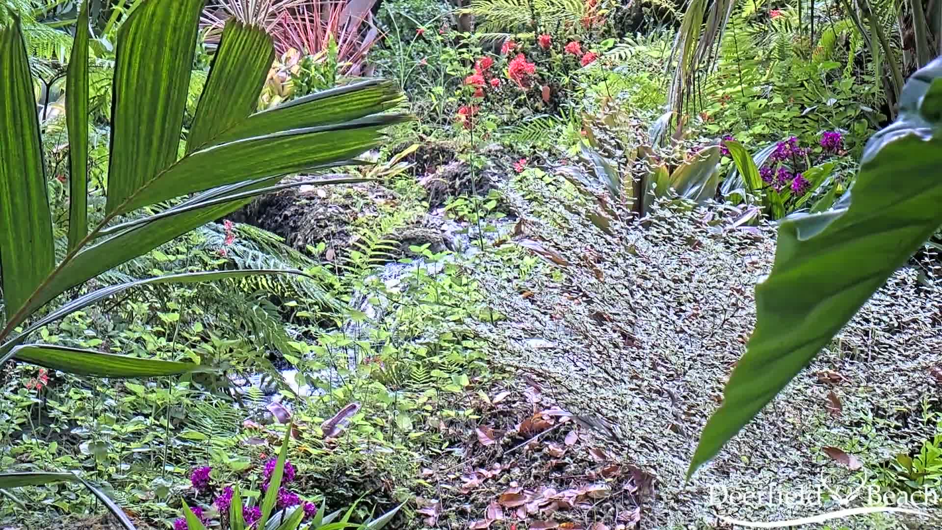 A small stream flows through a lush, tropical garden filled with various green plants, ferns, and colorful flowers.