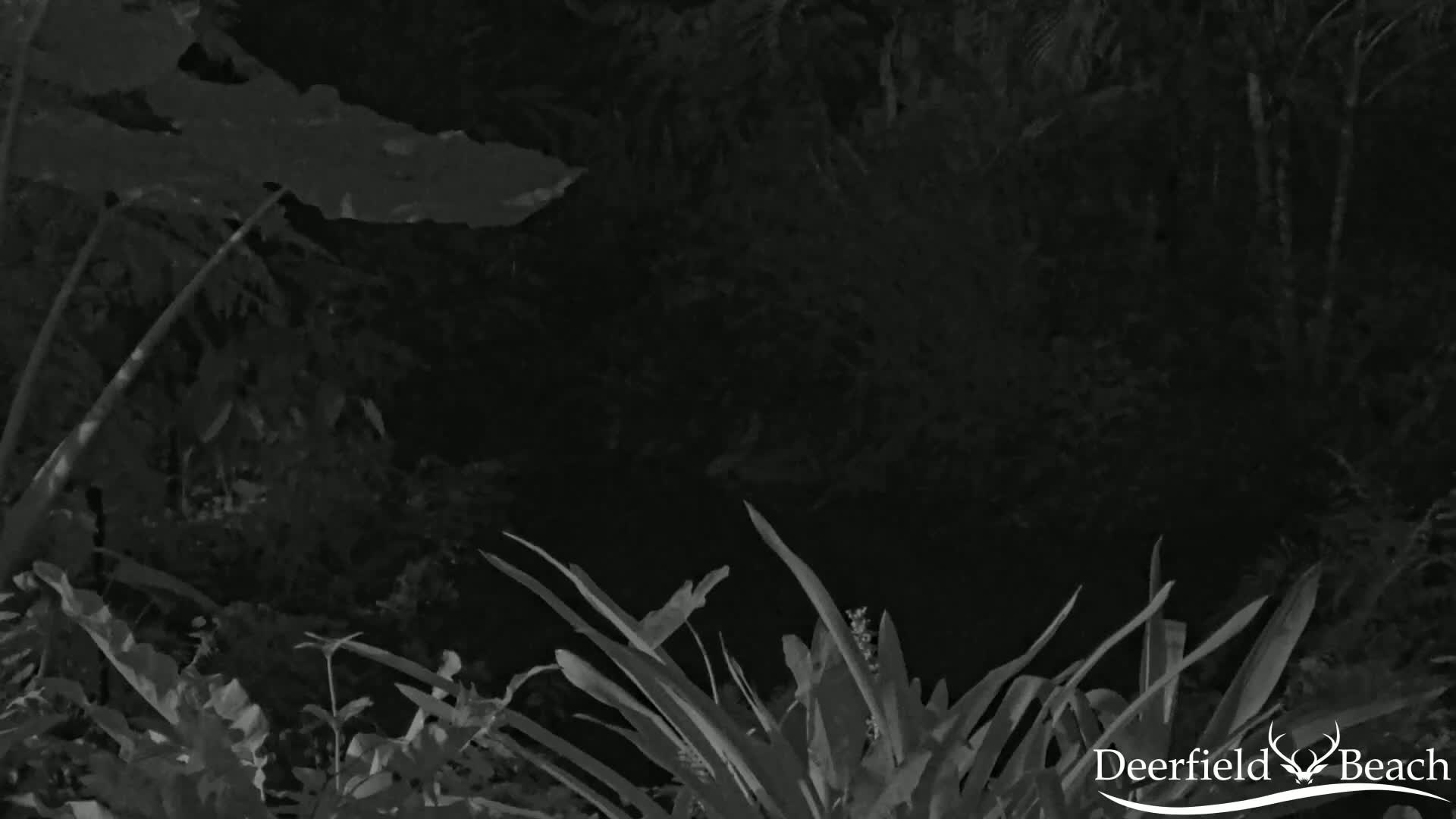A nighttime, grayscale image shows dense, leafy foliage.