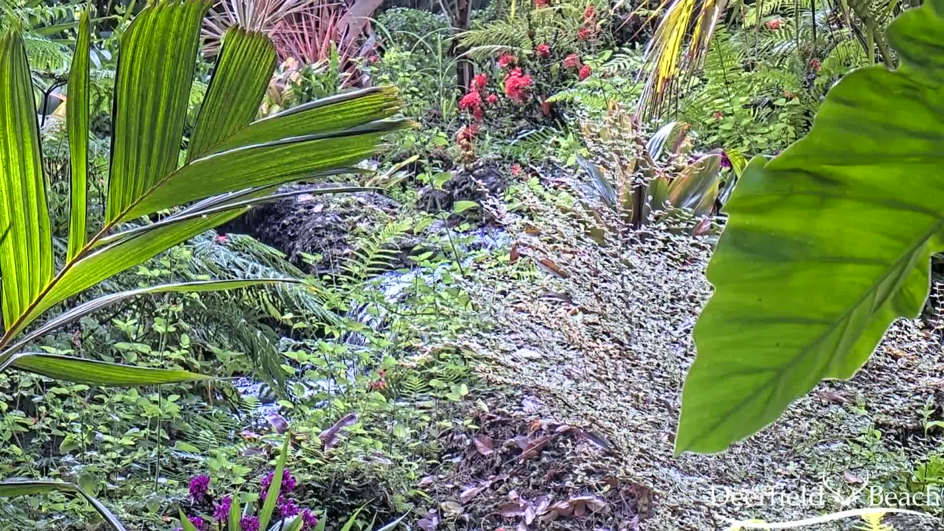 A small stream flows through a lush, tropical garden filled with various green plants, ferns, and red flowers.