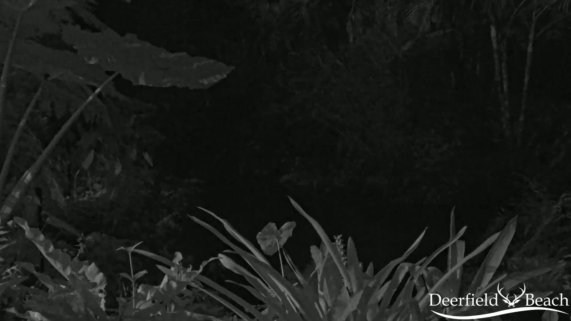 A nighttime, grayscale image shows lush tropical foliage under a dark sky.