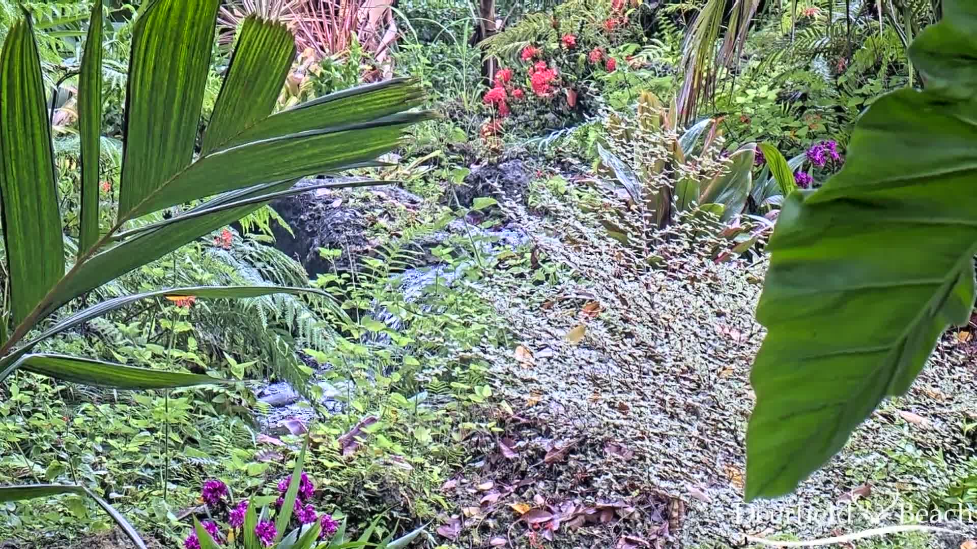 A small stream flows through a lush, tropical garden filled with various green plants and flowers.