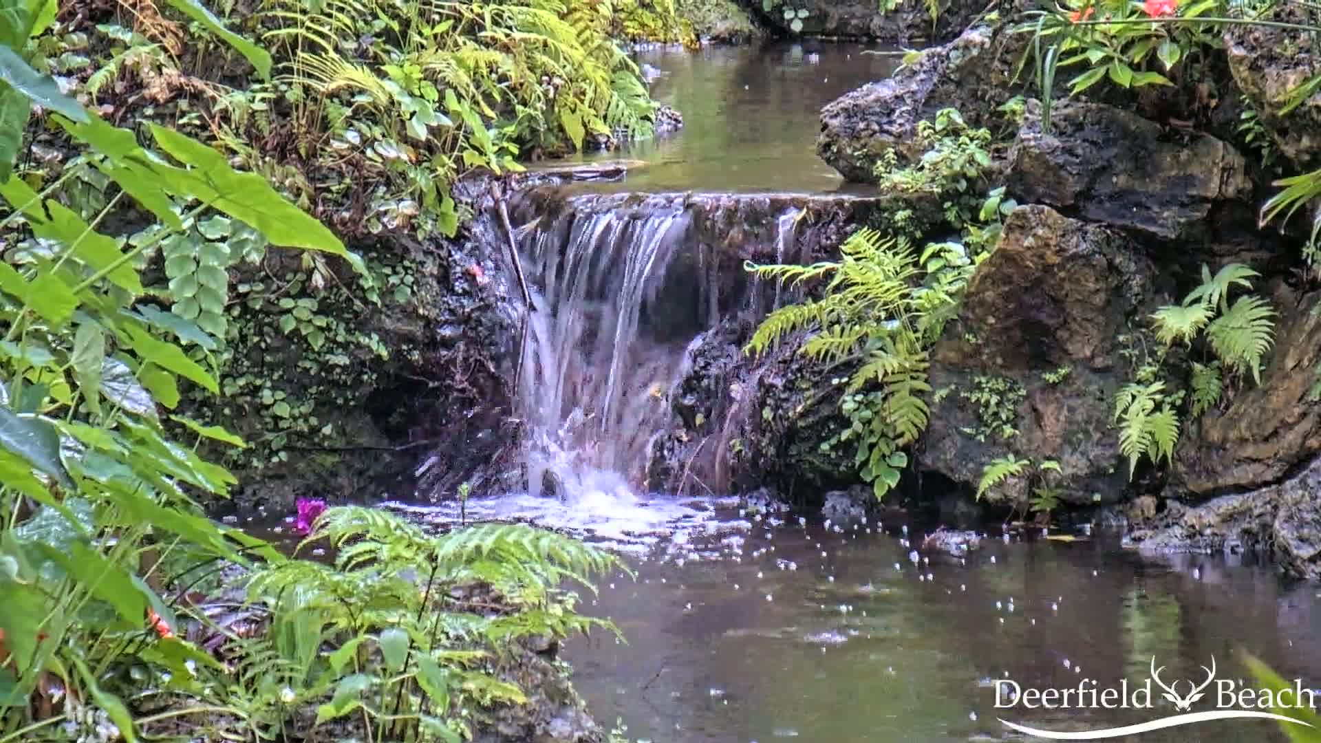 A small waterfall cascades over rocks into a calm pool of water surrounded by lush, green ferns and other tropical plants in the rain.