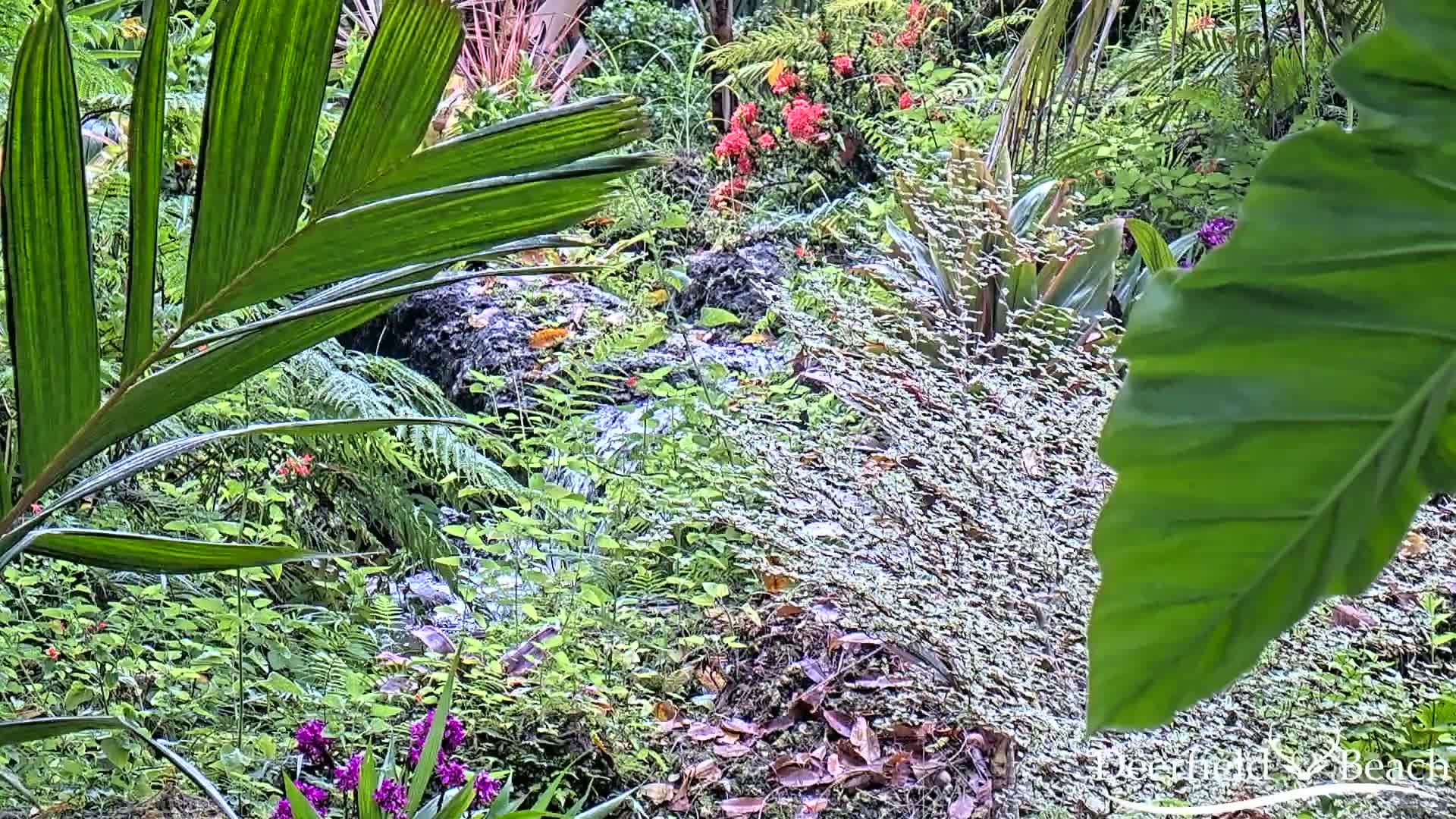 A small stream flows through lush, tropical vegetation, including ferns, palm fronds, and flowering plants.