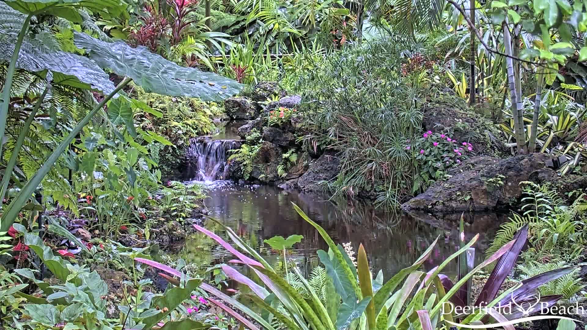 Lush, tropical foliage surrounds a small pond and waterfall in a garden setting.