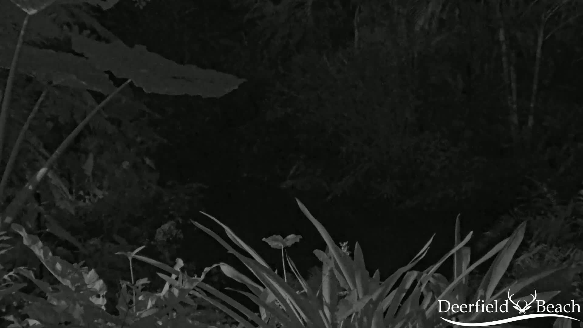 Lush, dark green foliage dominates the nighttime scene.