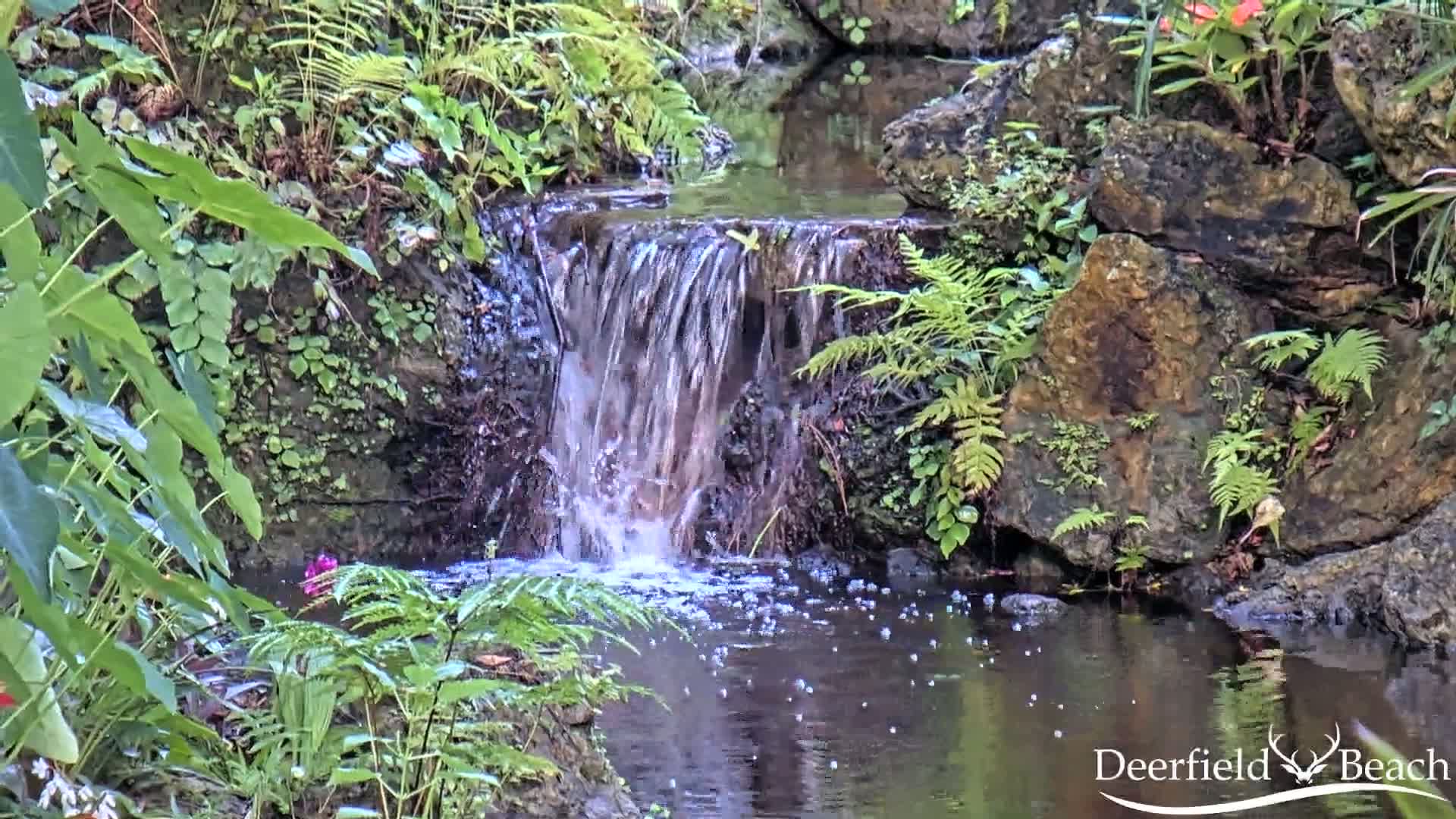 A small waterfall cascades over rocks into a calm pool of water surrounded by lush green ferns and other tropical plants.
