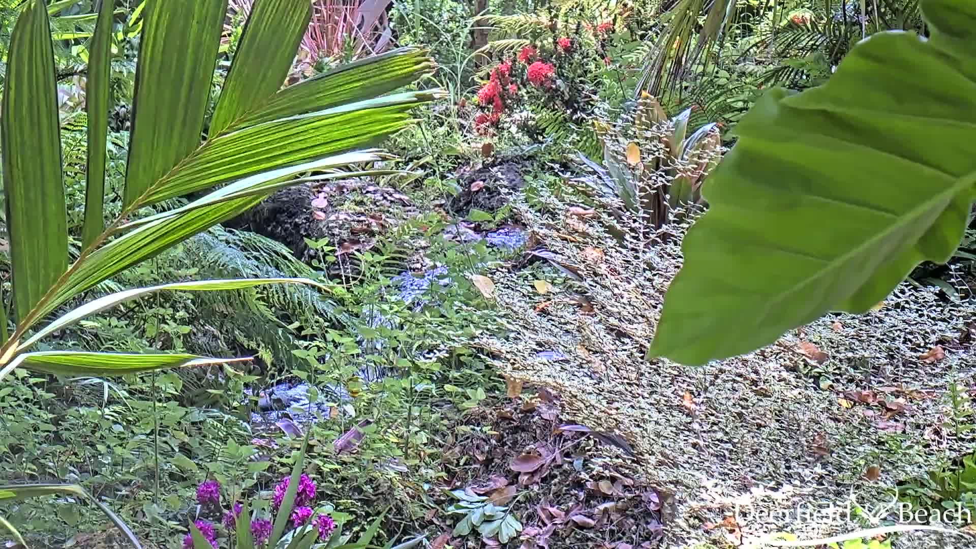 A small stream flows through a lush, tropical garden with various plants, including palm fronds, ferns, and flowering bushes.