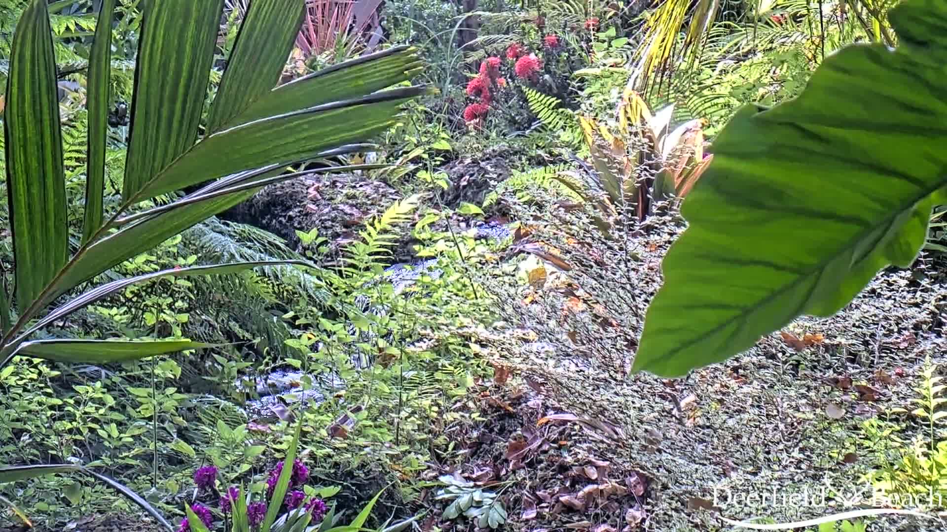A small stream flows through a lush, tropical garden with various plants, including ferns, palms, and flowering shrubs.