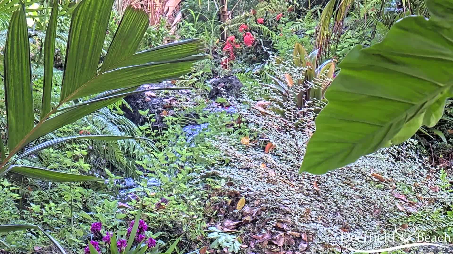 A small stream flows through a lush, tropical garden with various plants, including ferns, palm leaves, and flowering bushes.