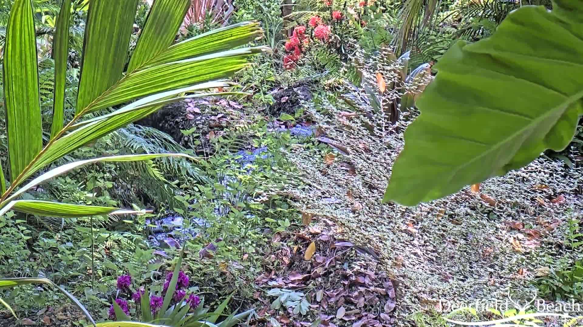 Lush, green tropical foliage surrounds a small stream flowing through a garden.