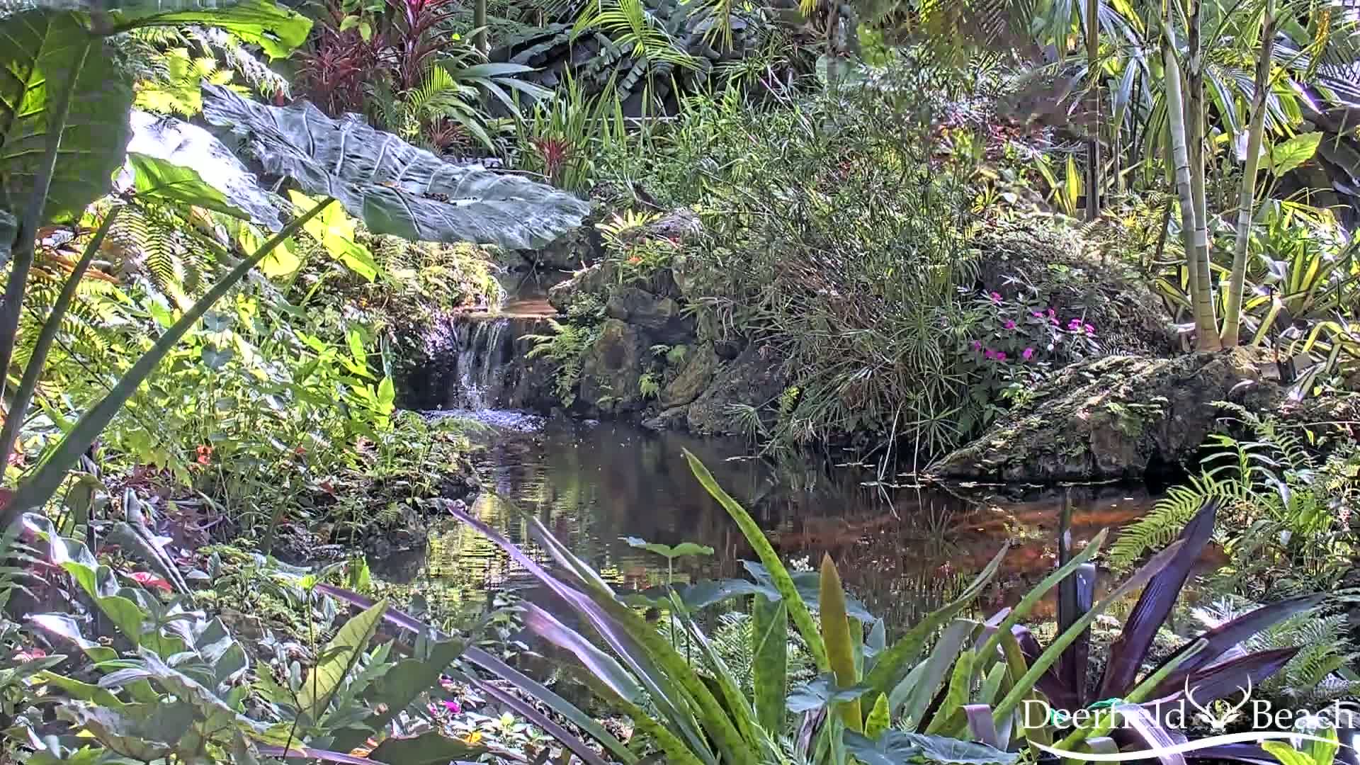 Deerfield Beach City Arboretum at Constitution Park Live Cam - Deerfield Beach, Broward, Florida, USA