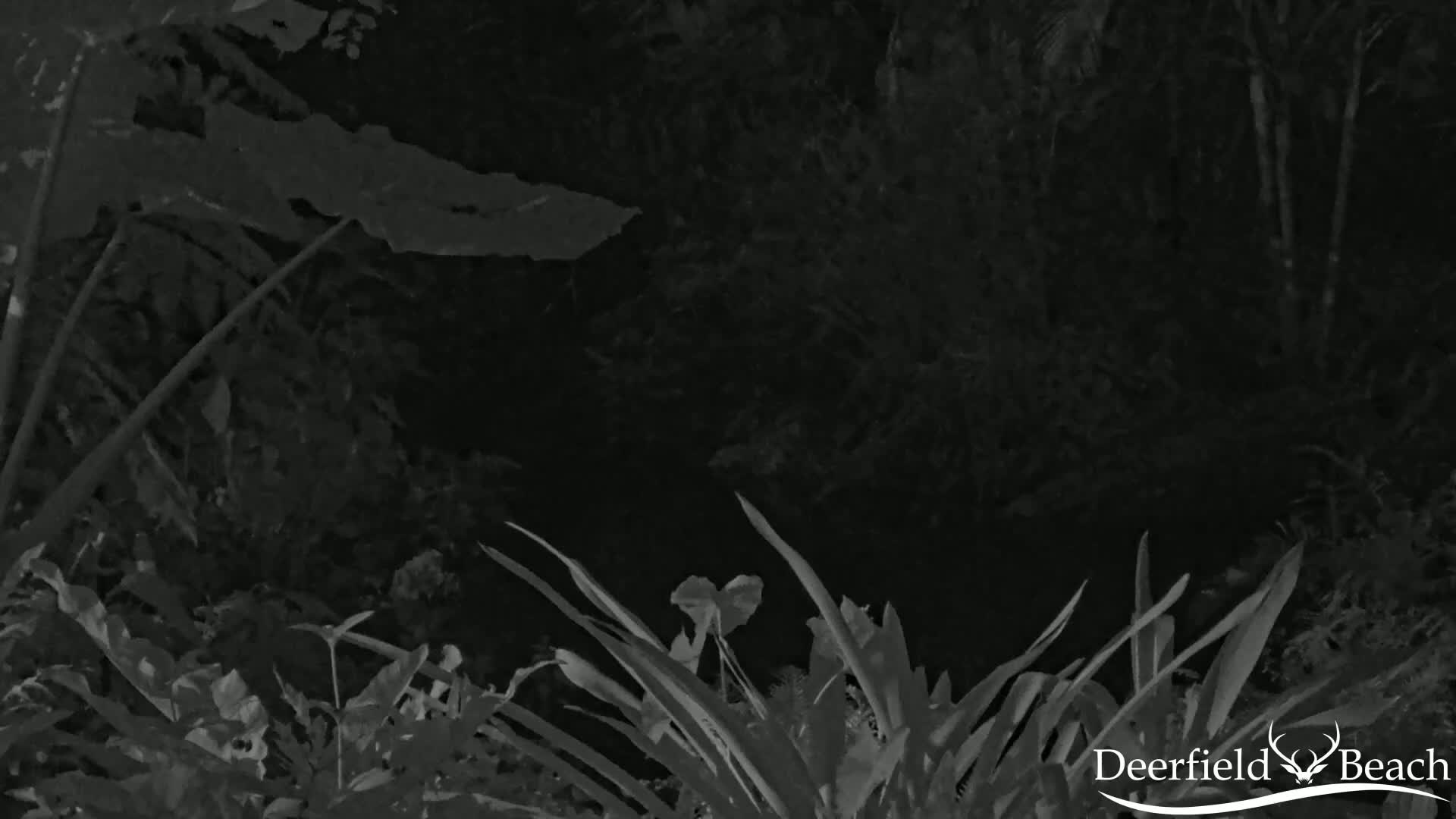 Deerfield Beach City Arboretum at Constitution Park Live Cam - Deerfield Beach, Broward, Florida, USA