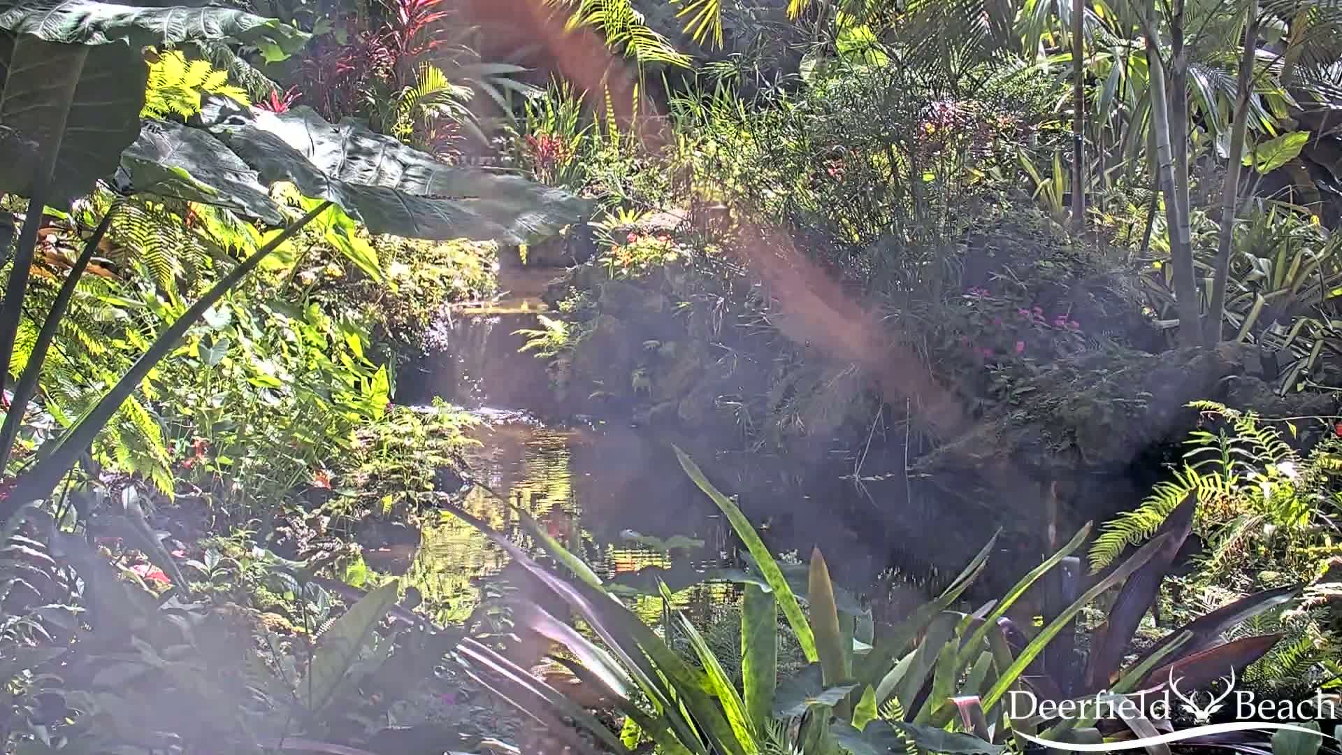 Deerfield Beach City Arboretum at Constitution Park Live Cam - Deerfield Beach, Broward, Florida, USA