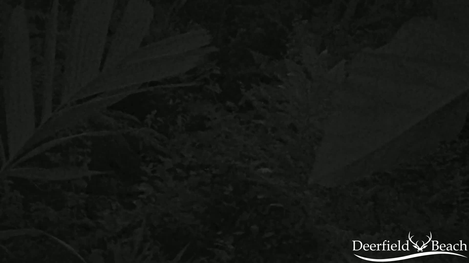 Deerfield Beach City Arboretum at Constitution Park Live Cam - Deerfield Beach, Broward, Florida, USA