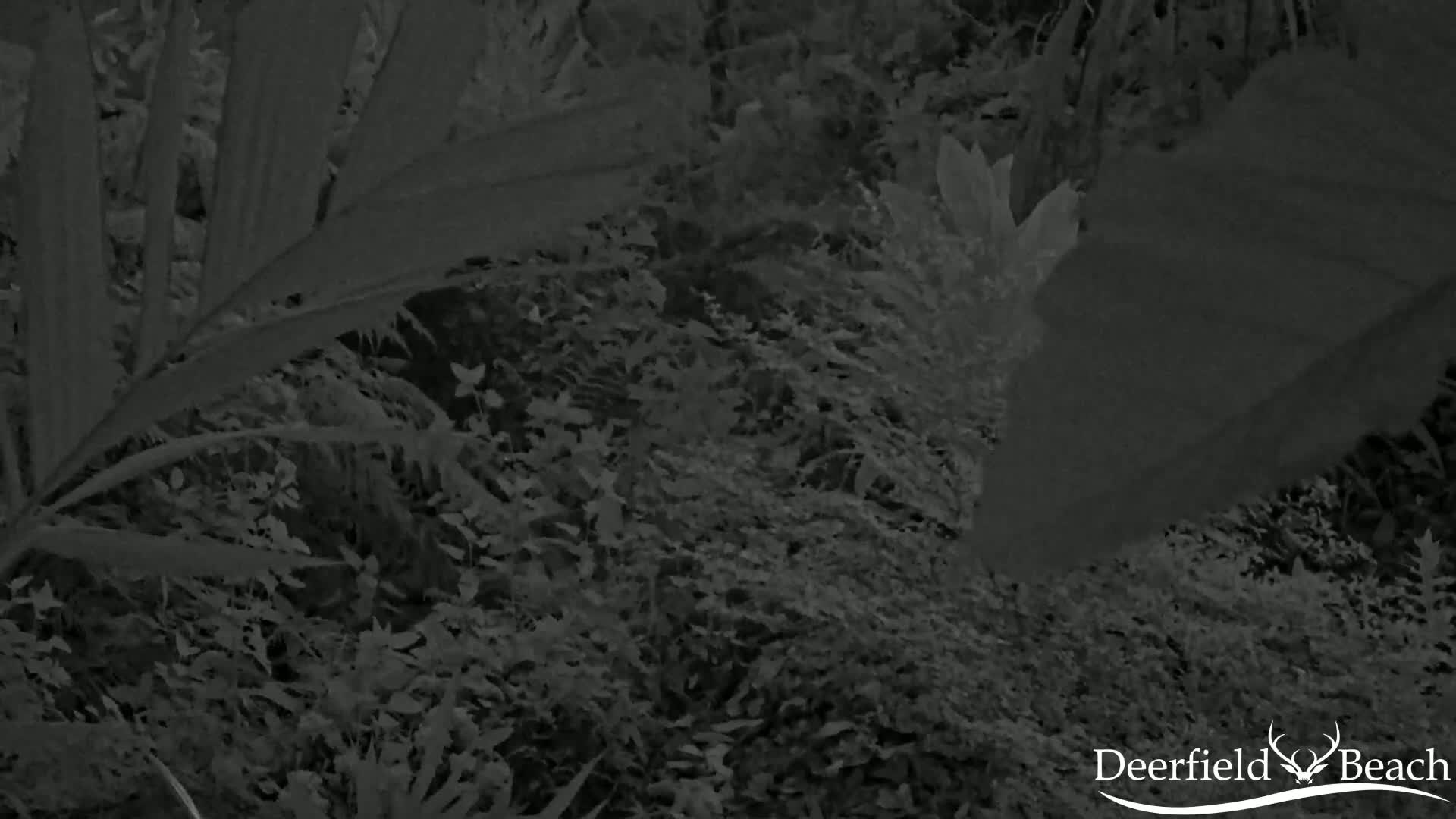 A dense thicket of dark green foliage is visible at night, illuminated by an unseen light source.