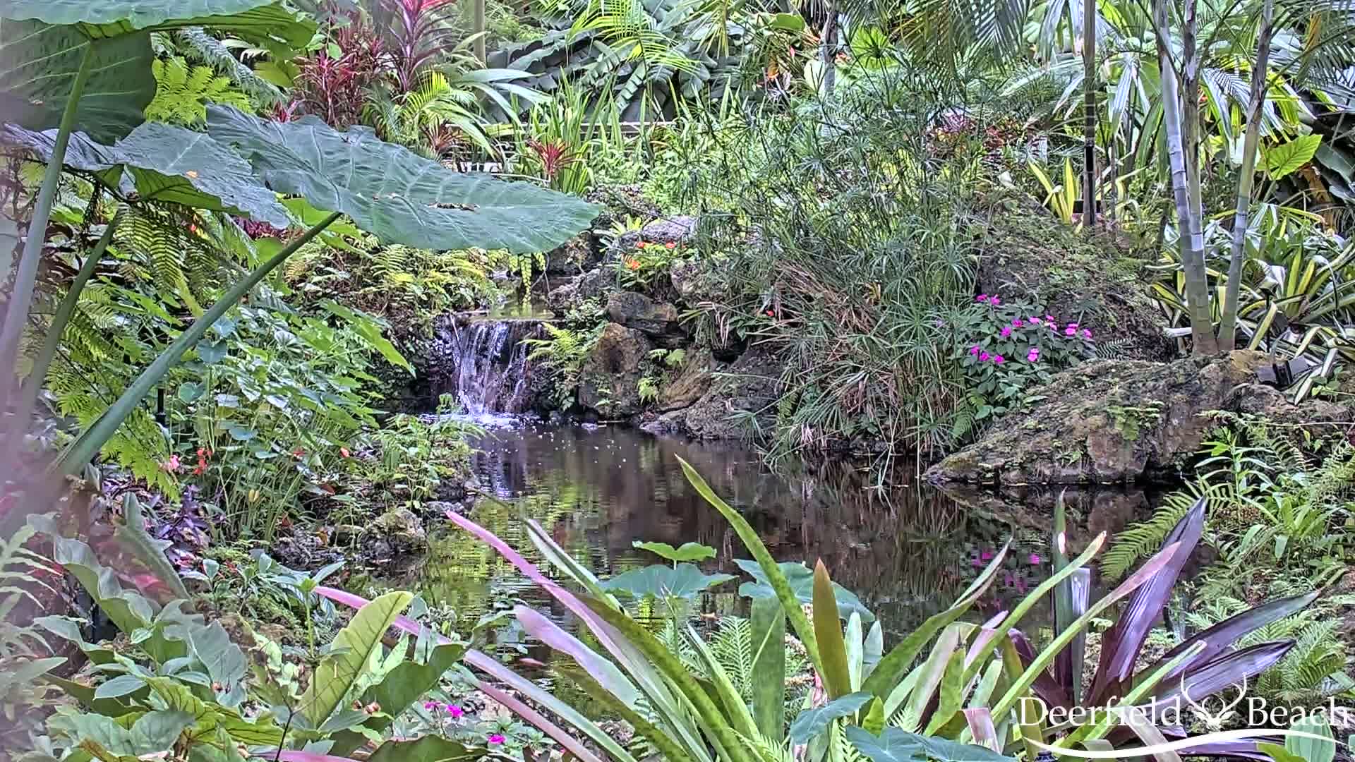 Deerfield Beach City Arboretum at Constitution Park Live Cam - Deerfield Beach, Broward, Florida, USA
