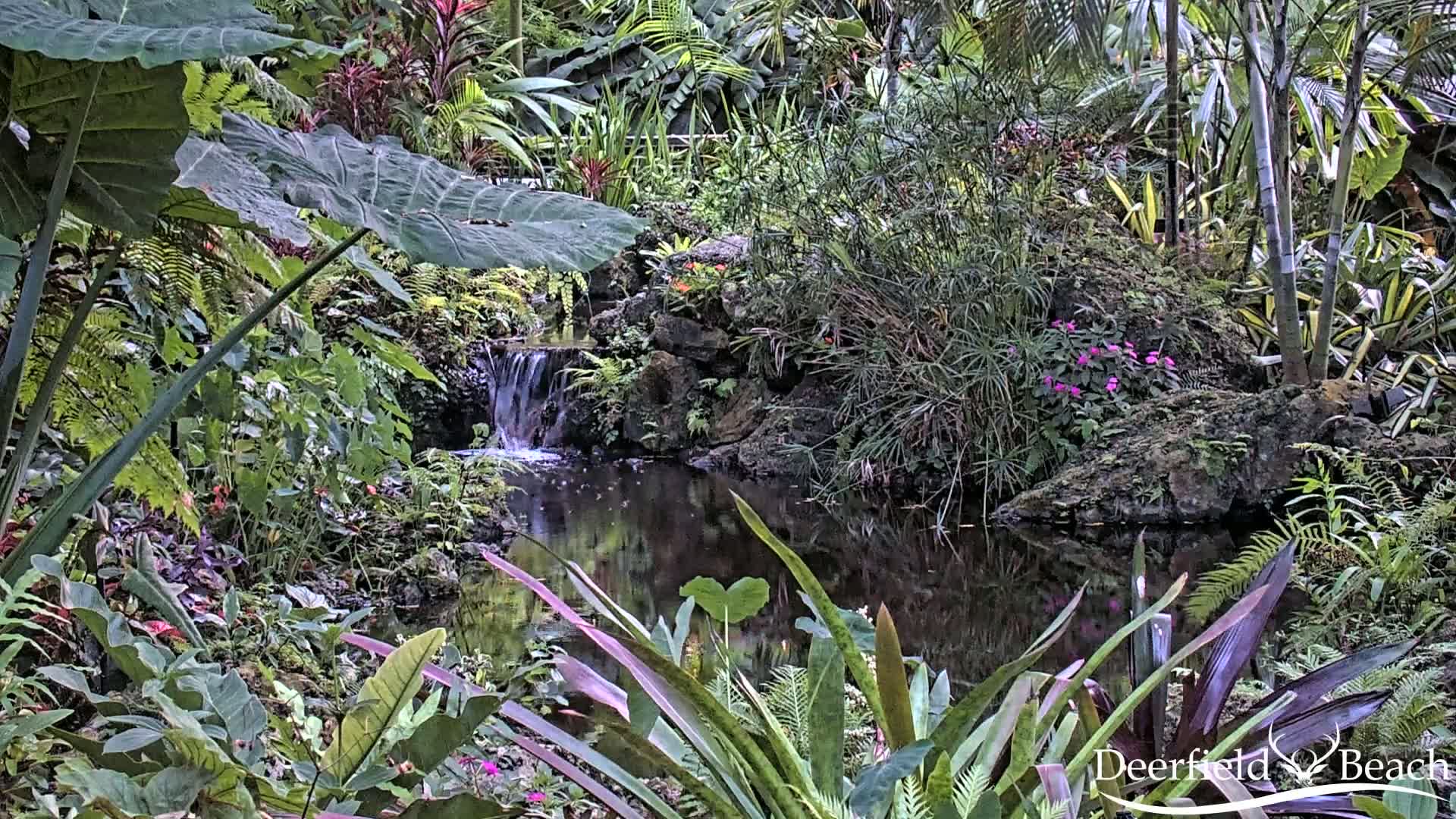 Deerfield Beach City Arboretum at Constitution Park Live Cam - Deerfield Beach, Broward, Florida, USA