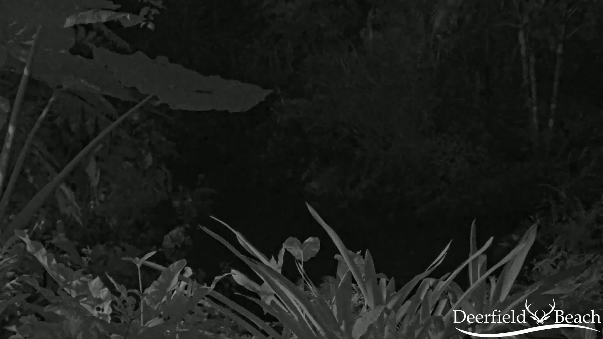 Deerfield Beach City Arboretum at Constitution Park Live Cam - Deerfield Beach, Broward, Florida, USA