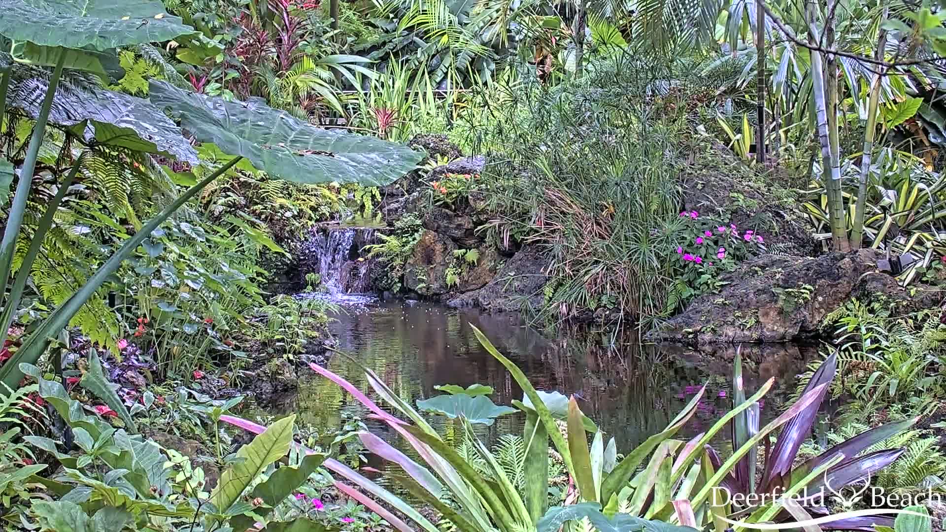 Lush tropical vegetation surrounds a small pond and waterfall.