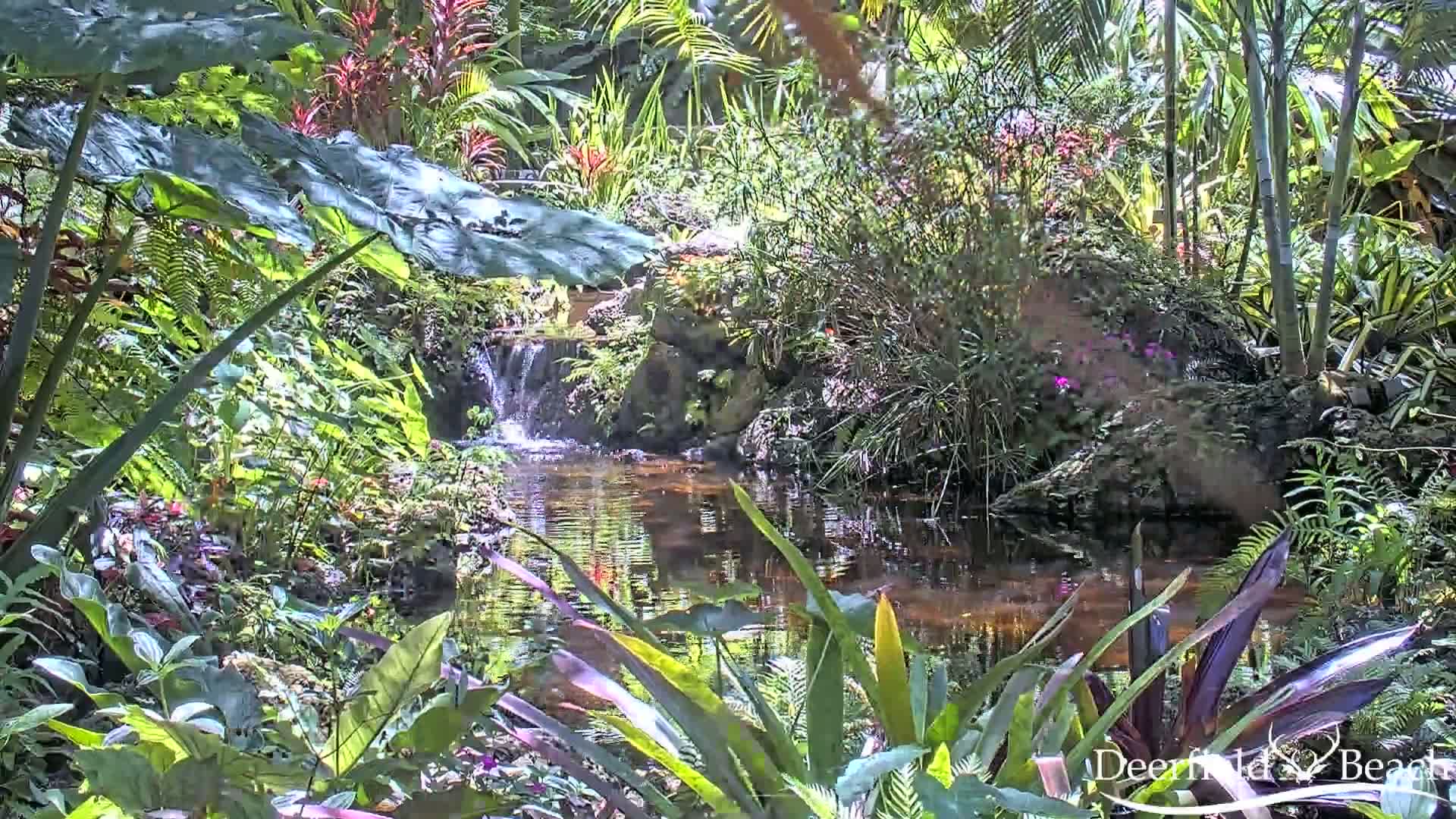 Deerfield Beach City Arboretum at Constitution Park Live Cam - Deerfield Beach, Broward, Florida, USA