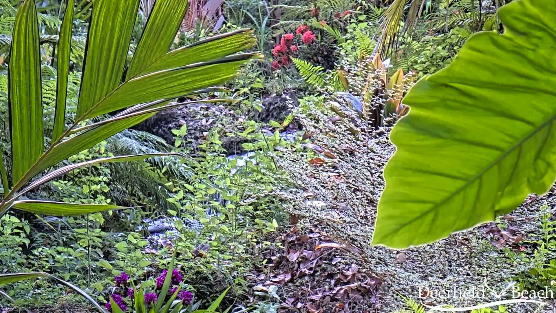 Deerfield Beach City Arboretum at Constitution Park Live Cam - Deerfield Beach, Broward, Florida, USA