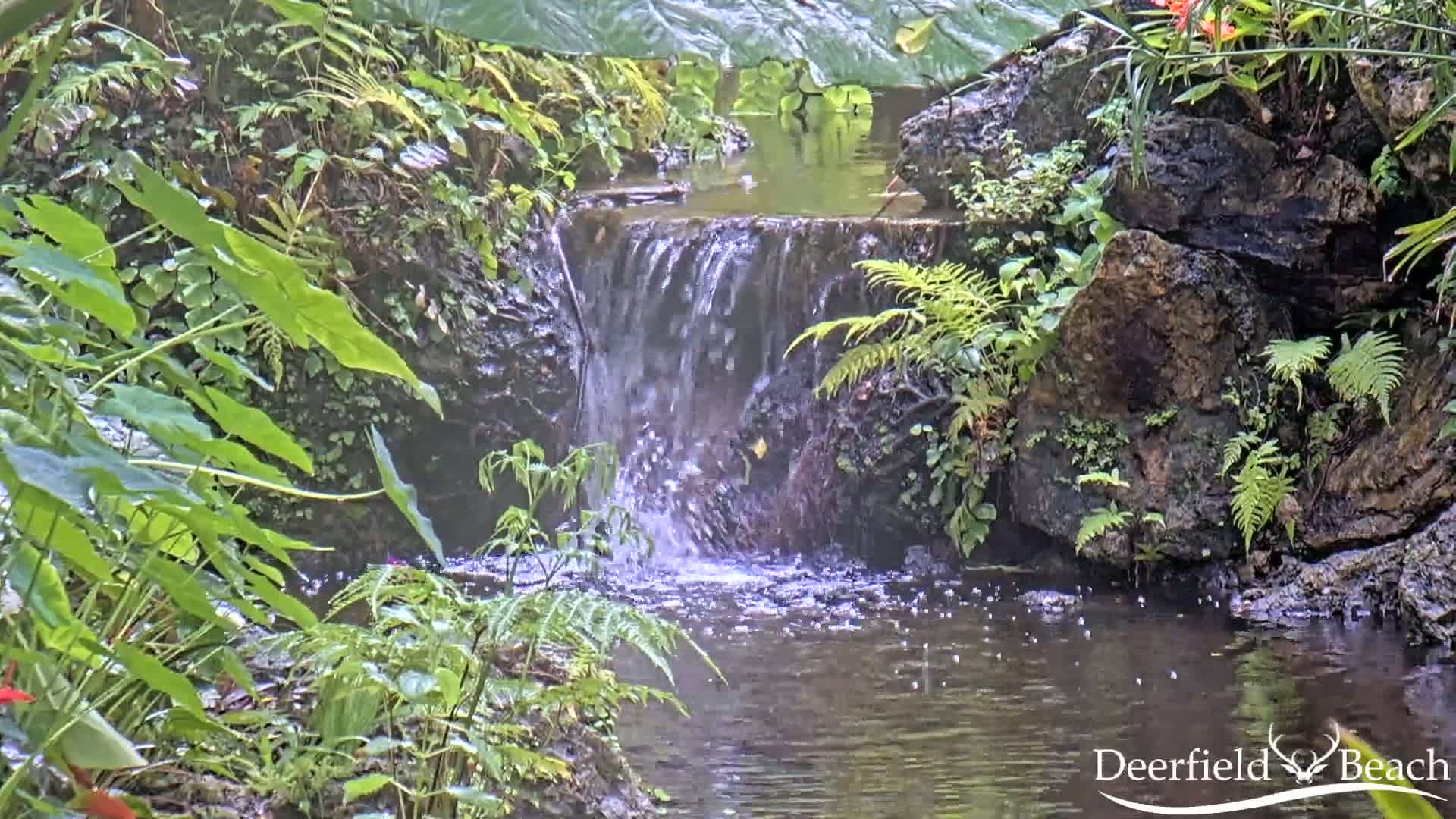 A small waterfall cascades over rocks into a pool of water surrounded by lush green ferns and other tropical plants in a misty atmosphere.