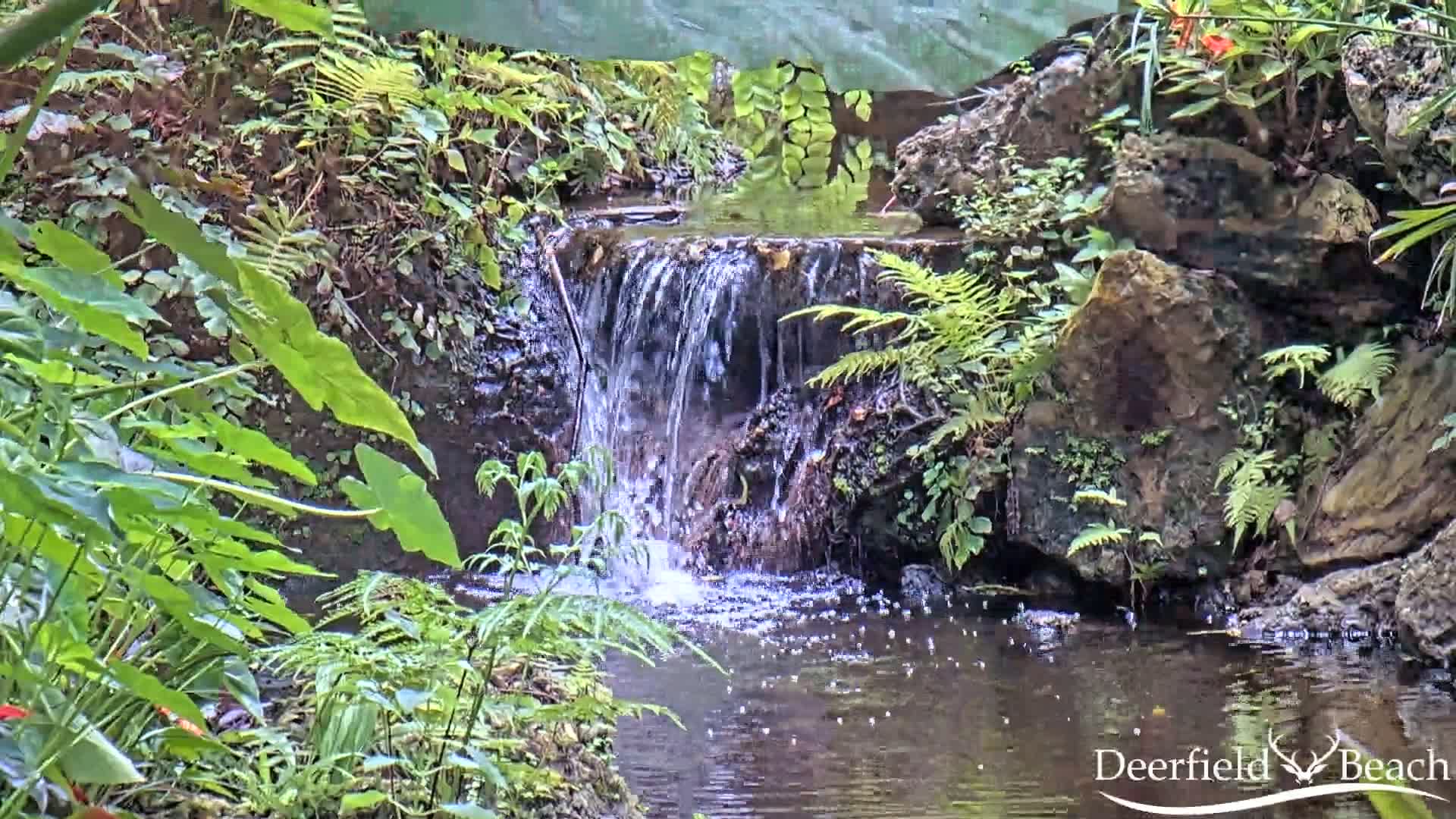 A small waterfall cascades over rocks into a pool of water surrounded by lush green ferns and other tropical plants.
